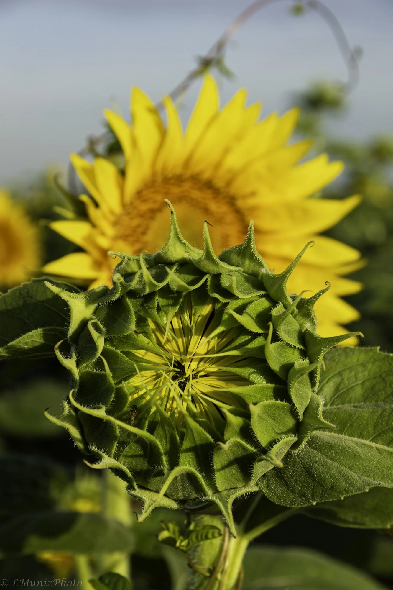 Sunflowers-10.jpg