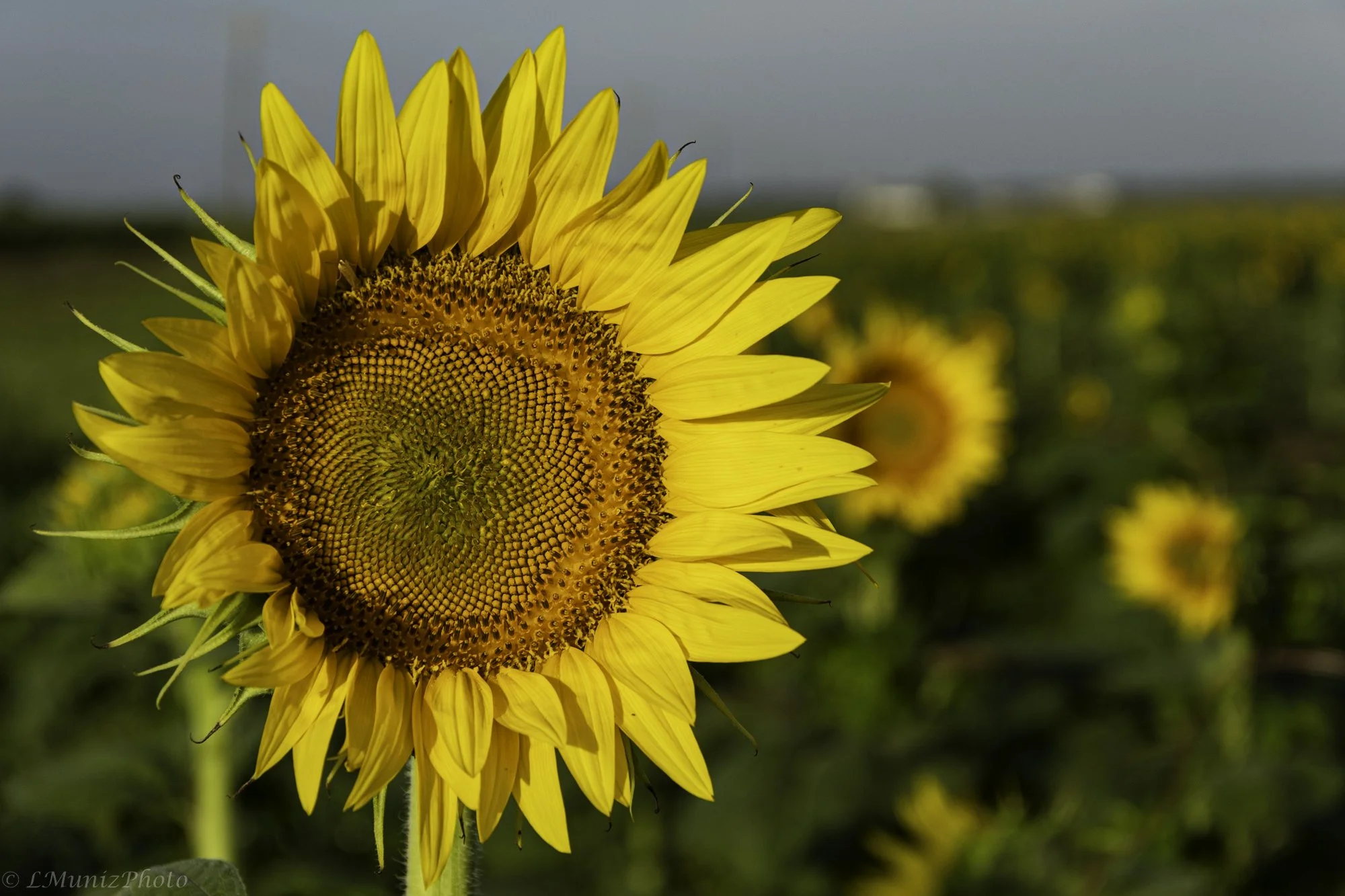 Sunflowers-14.jpg
