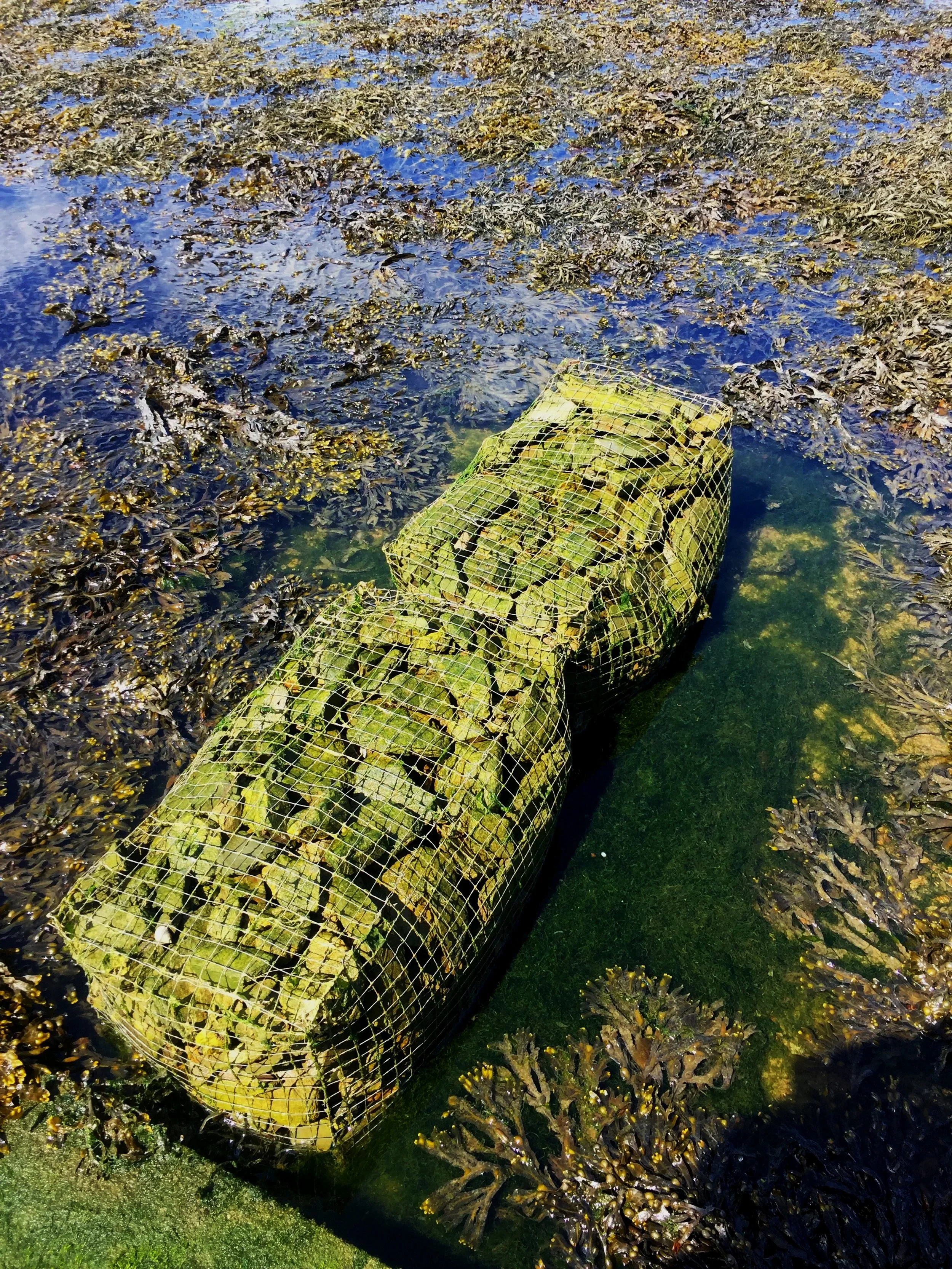 Nature inclusive experimental gabion coastal defence