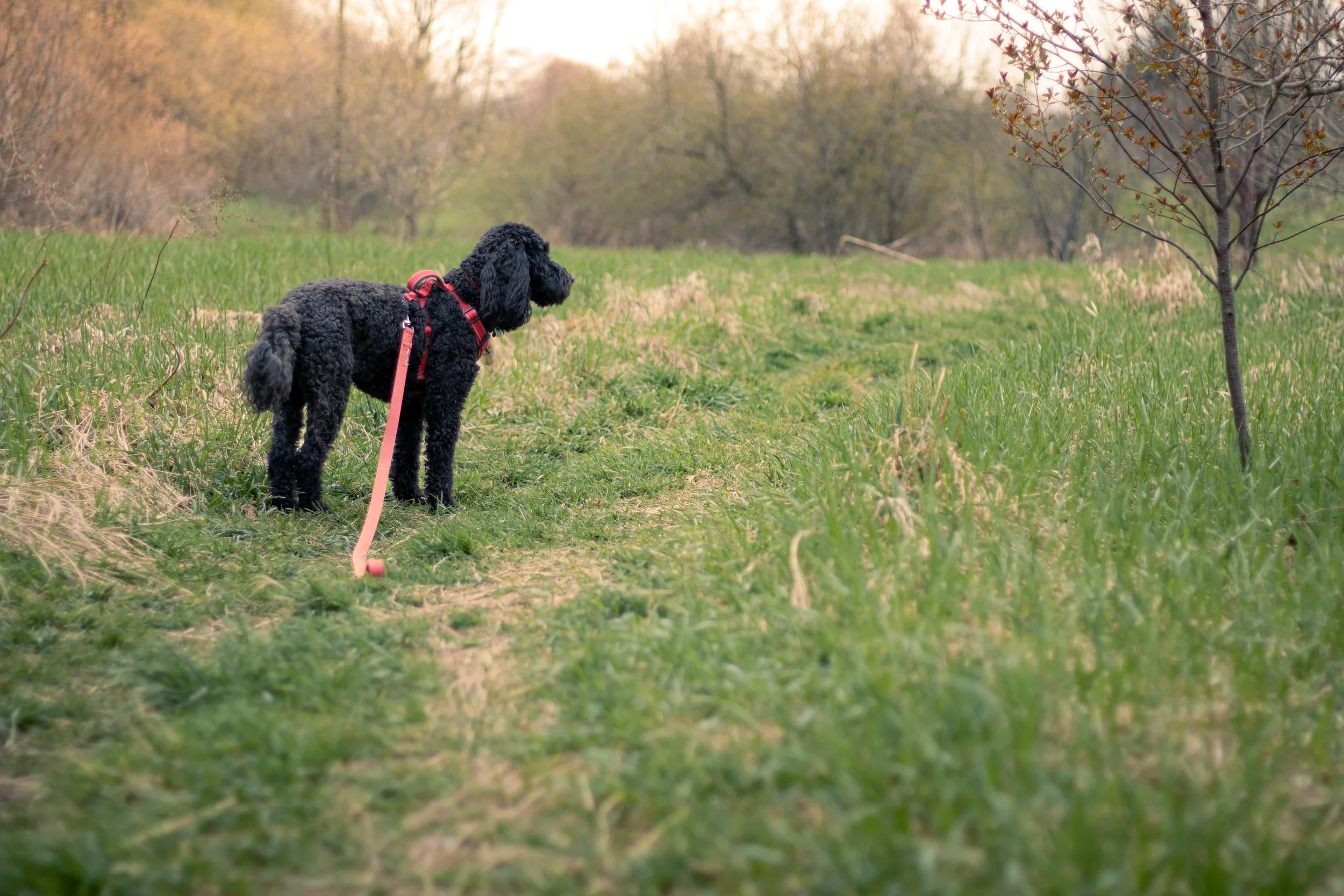 Photo 2025-05-03, 12 24 18 PM.jpg