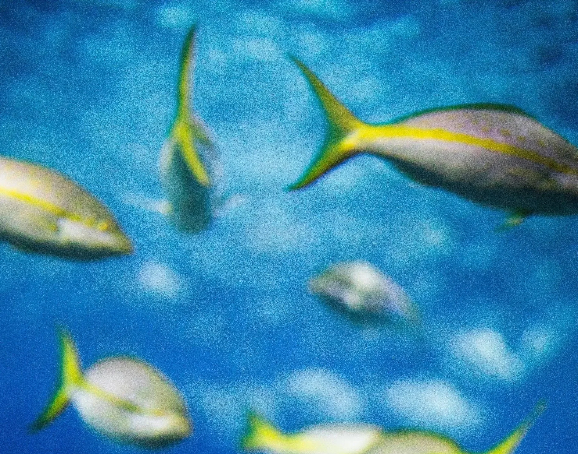 Selection #17 | August, 2026