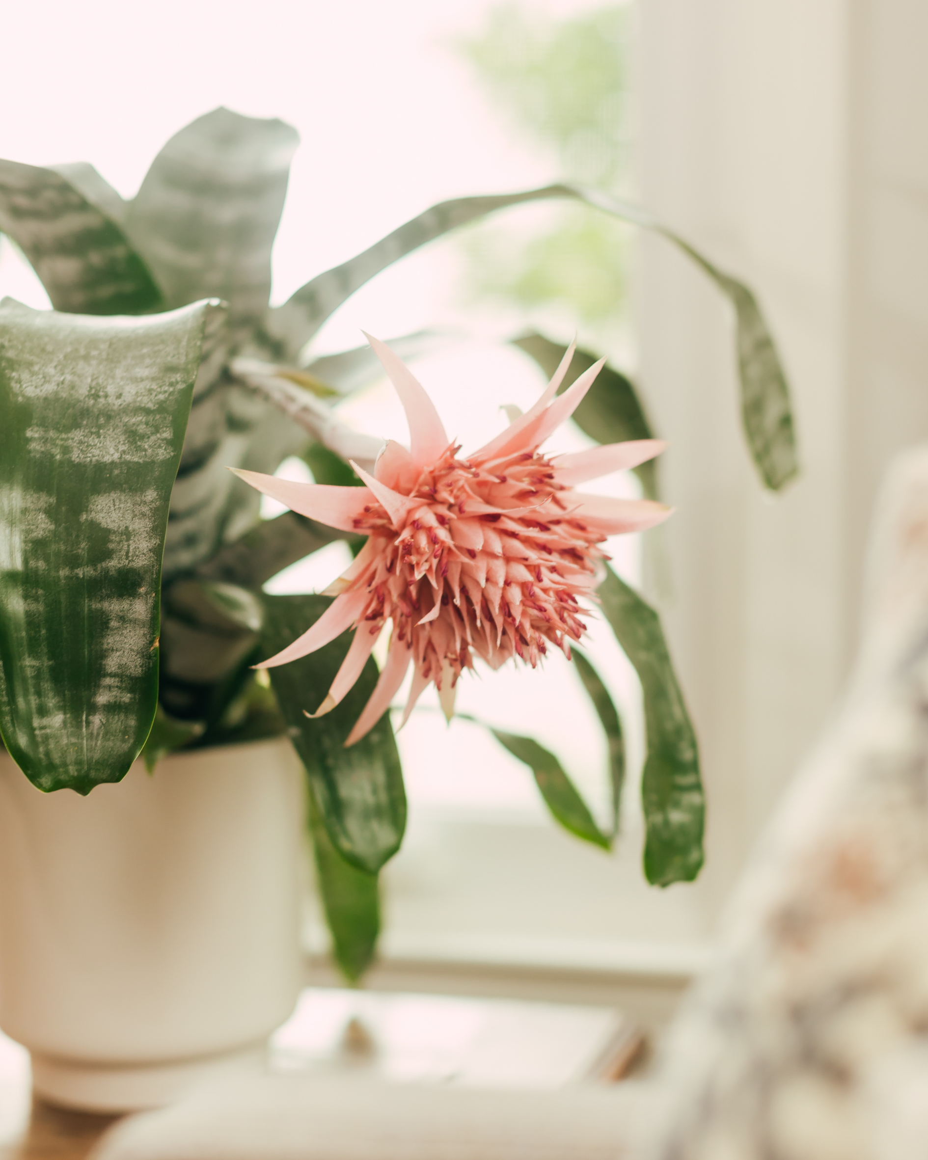 Close-up of a pink flowering plant with green leaves in the background, sitting near a window with natural light.