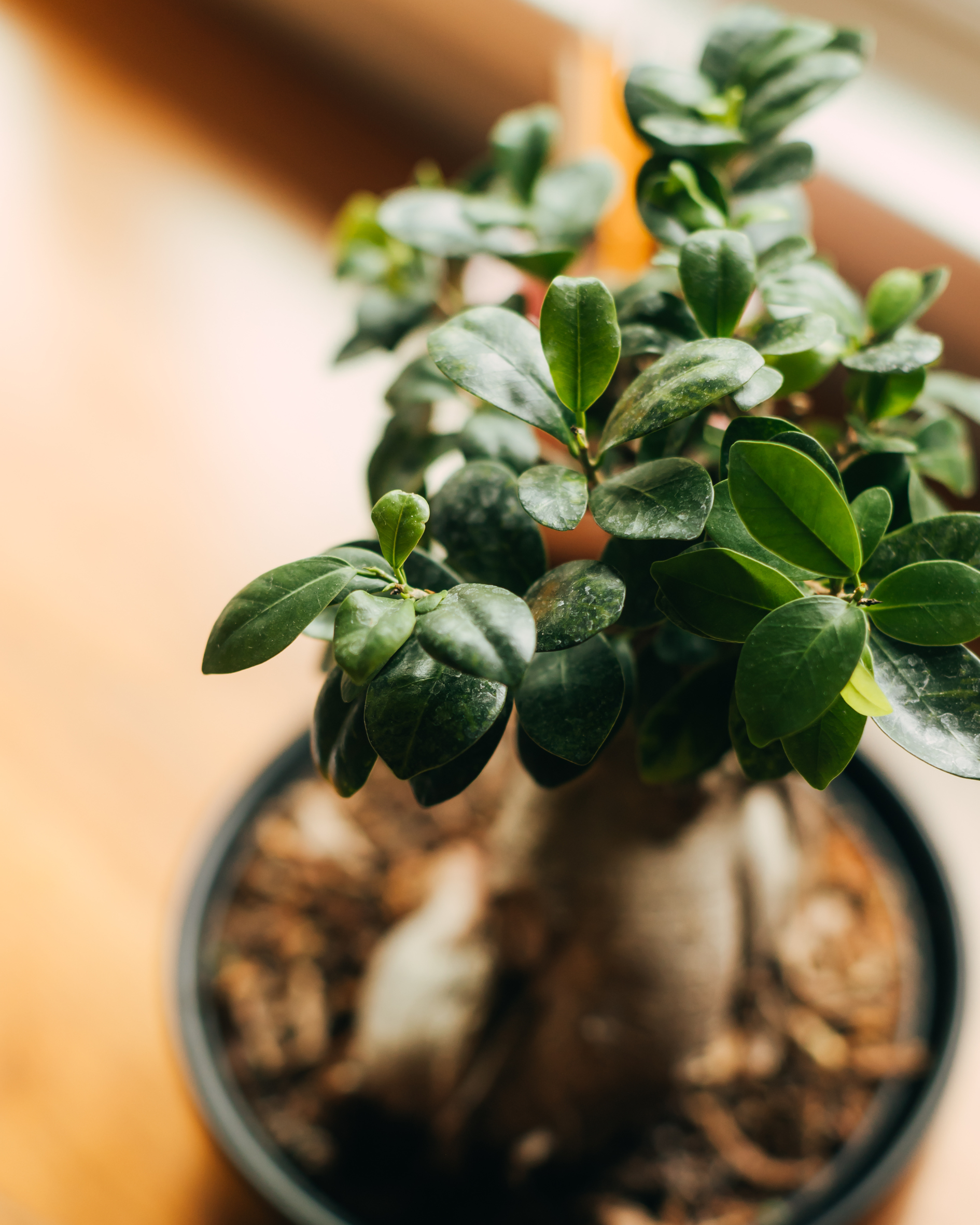 A potted plant with green, glossy leaves growing in a soil-filled pot.