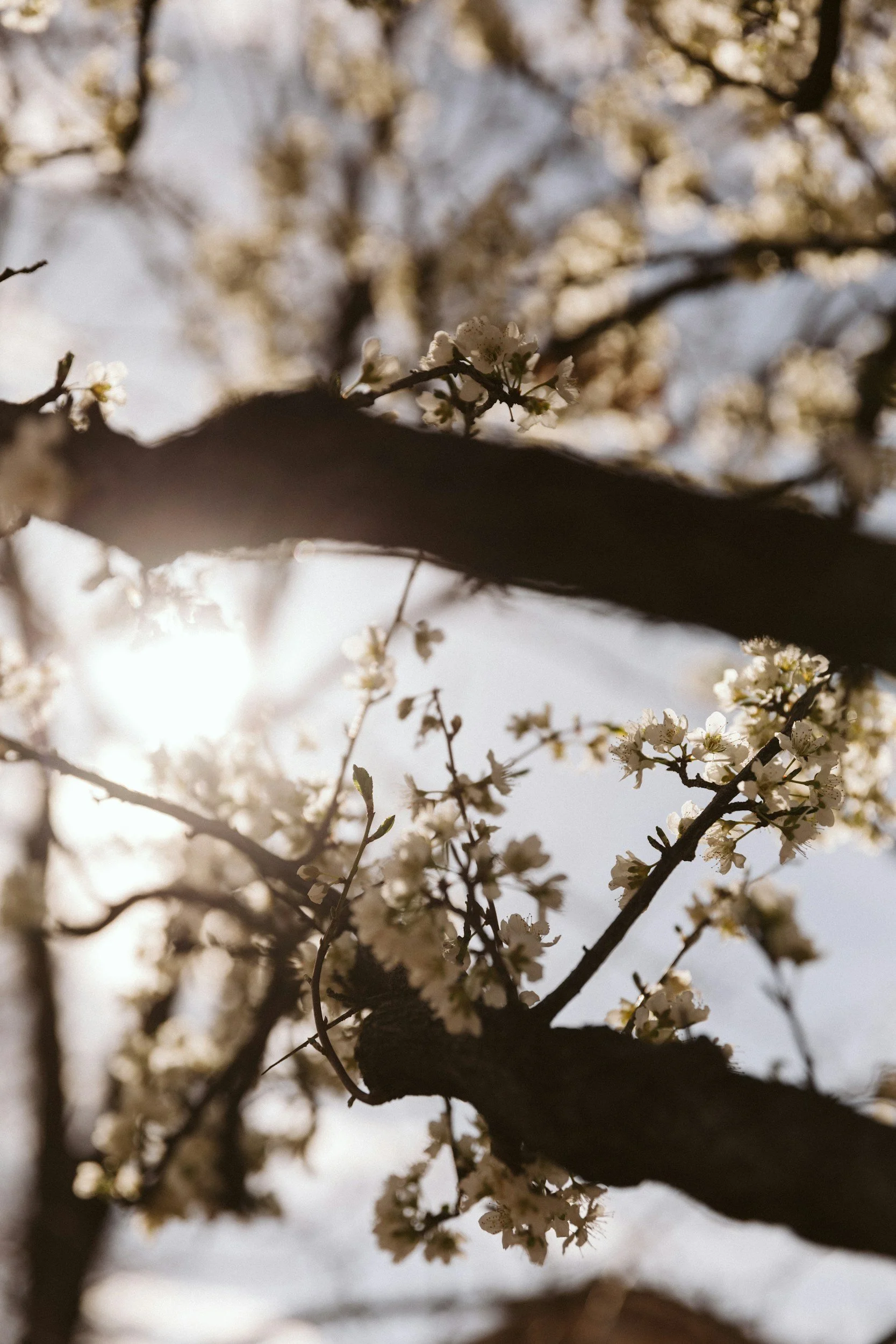 Witte bloesems op een boom tak met de zon op de achtergrond.