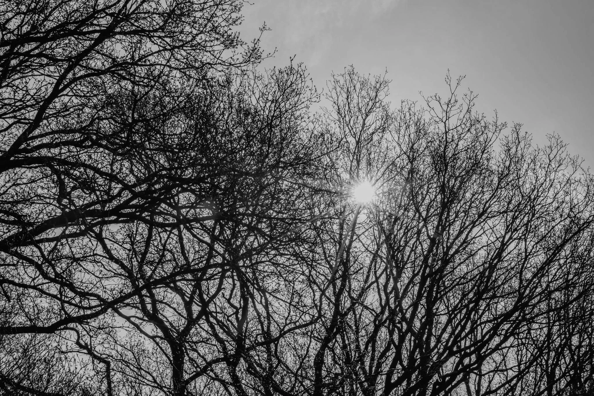 Boomtak met blootgestelde takken en de zon die door de takken schijnt.