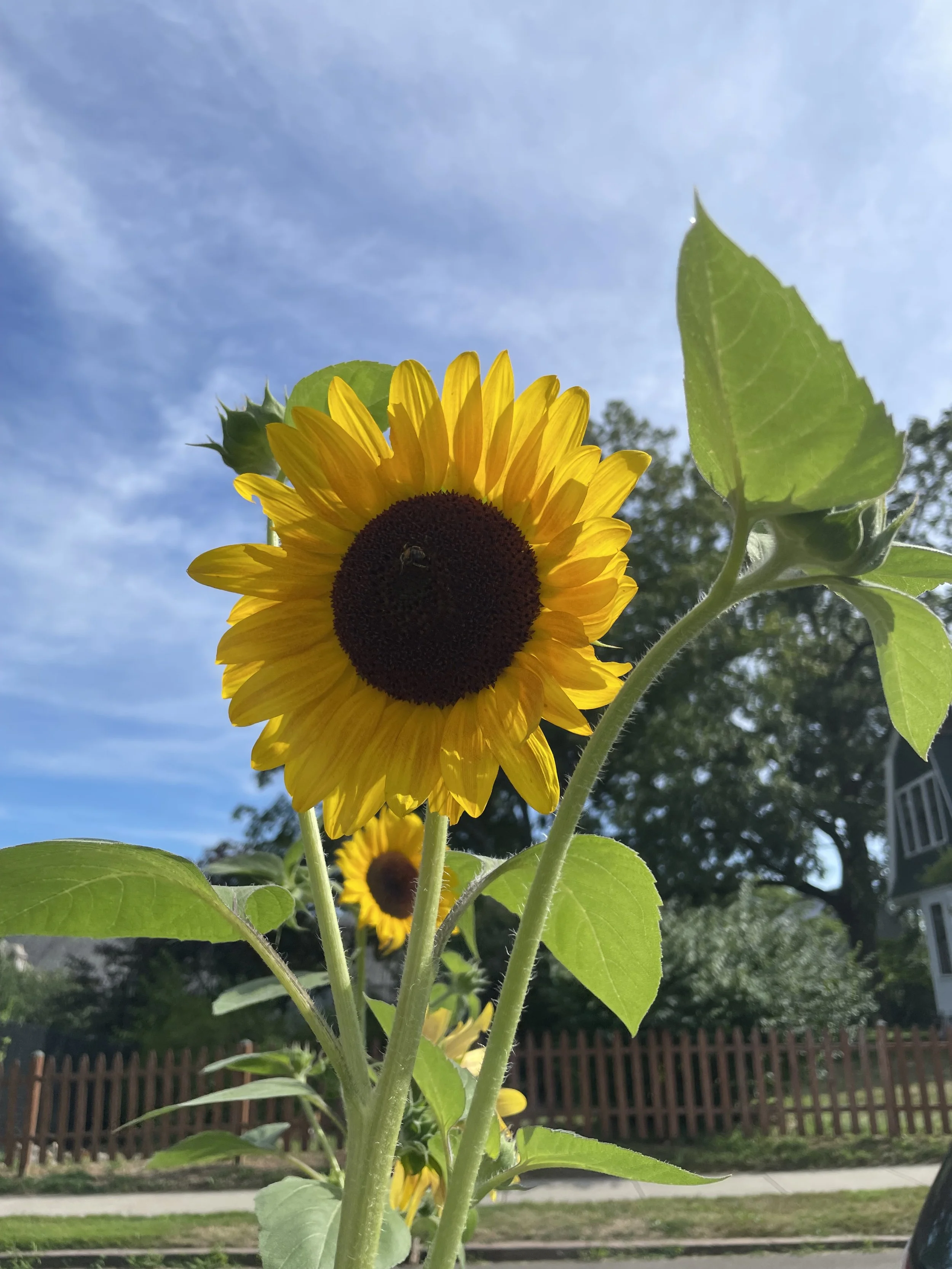 IMG_2533.jpeg