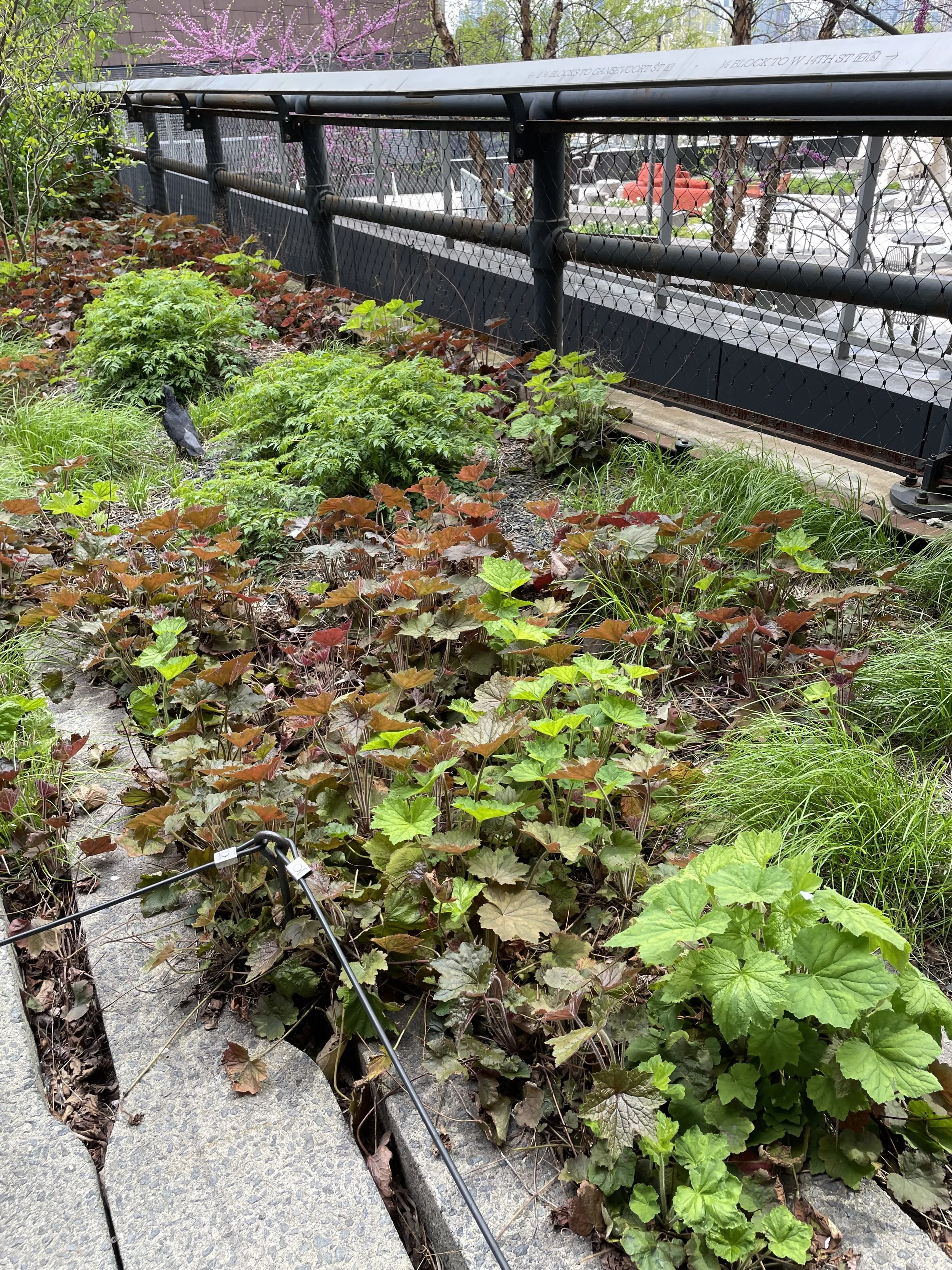 Matrix planting