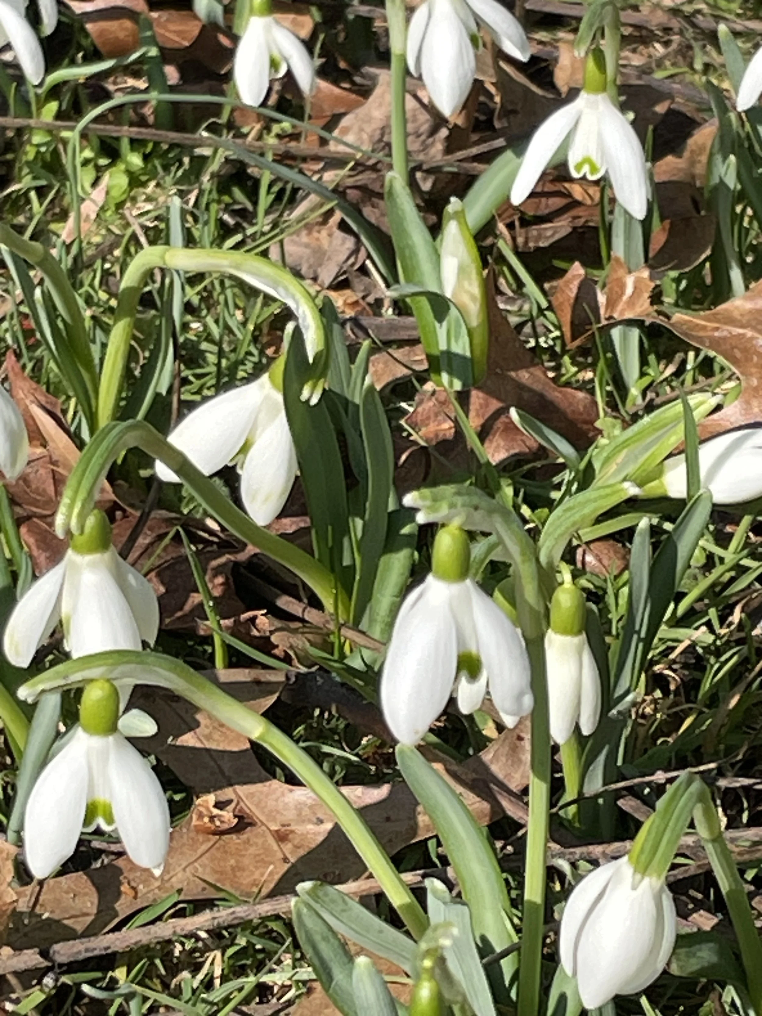 Galanthus Fever