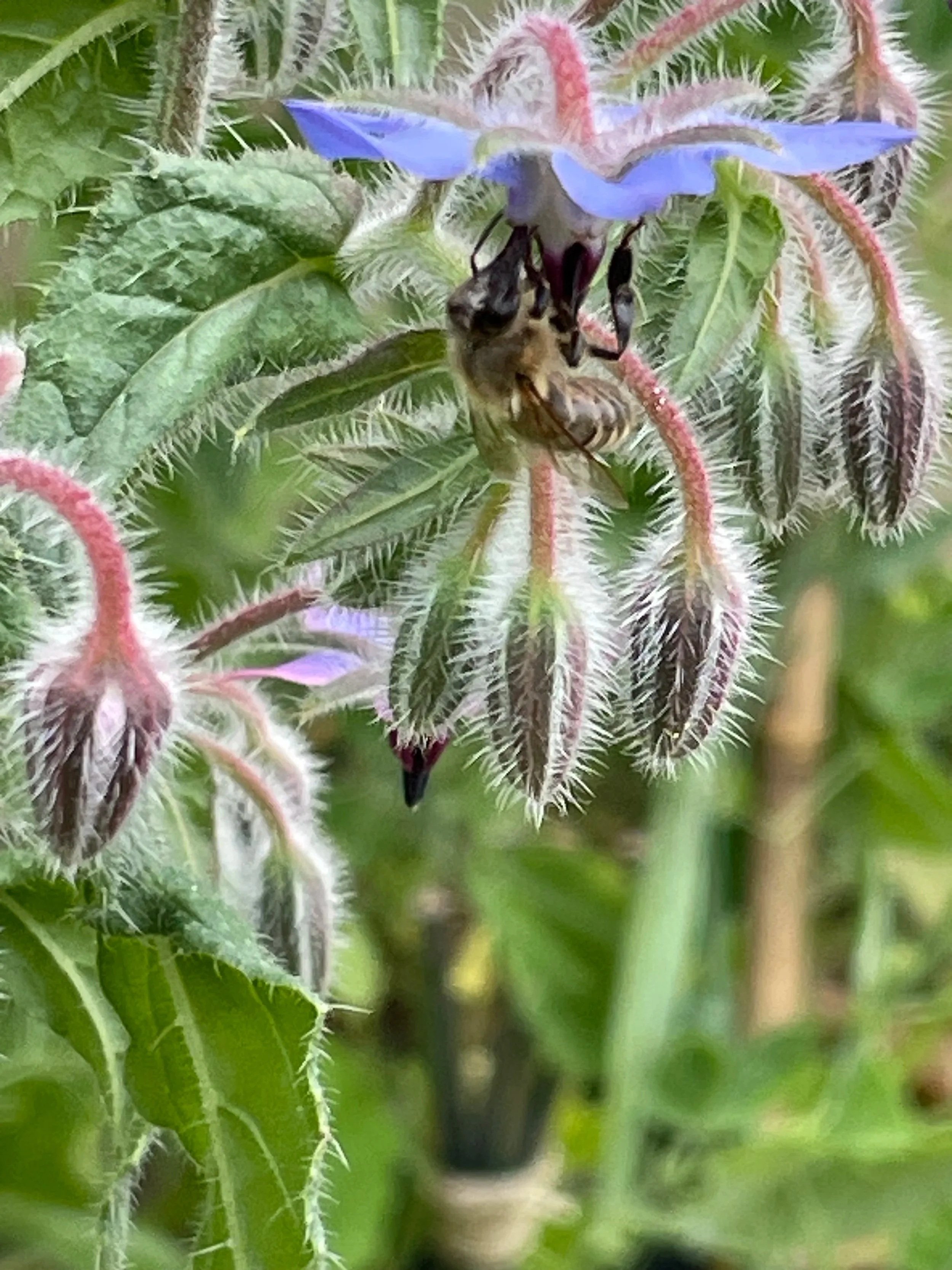 Borage