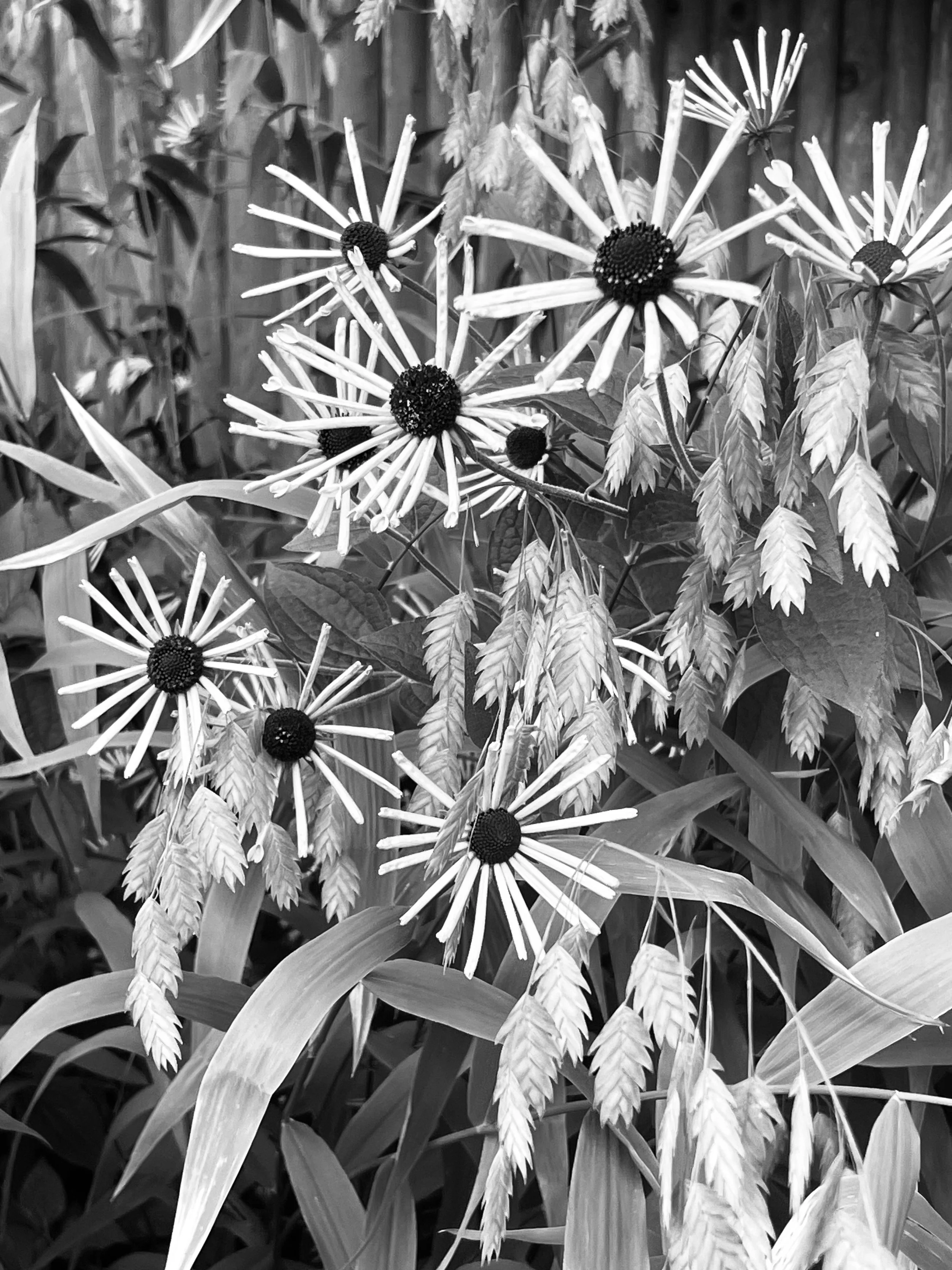 The Black and White Test