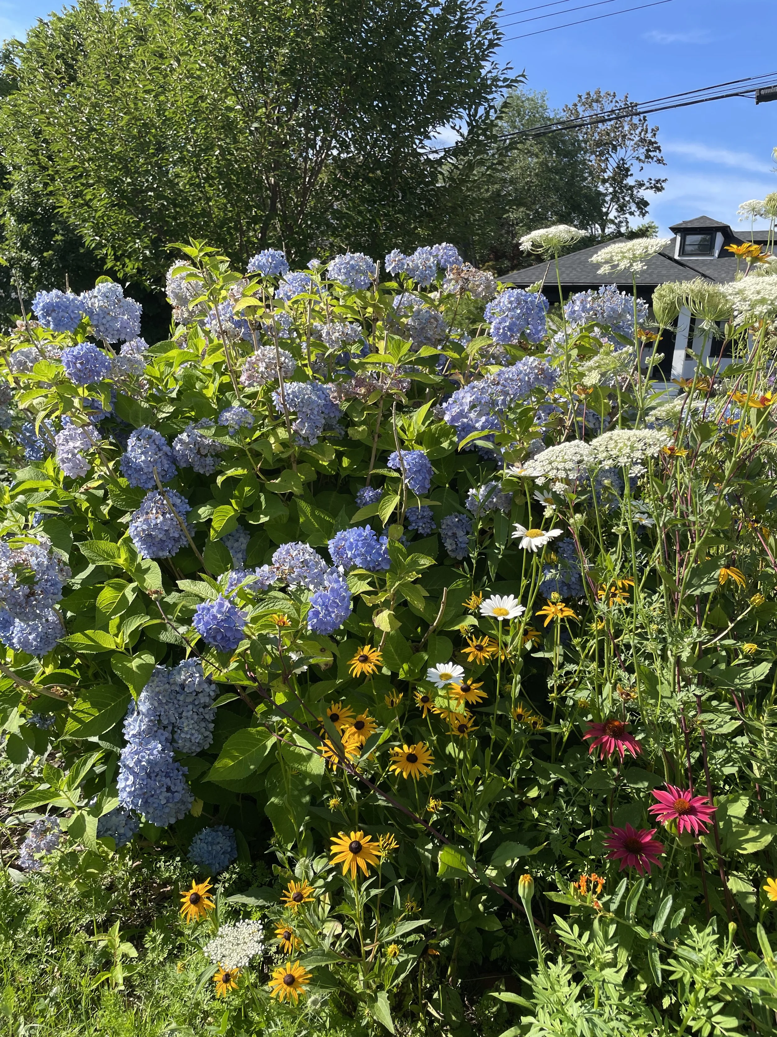 IMG_2537.jpeg