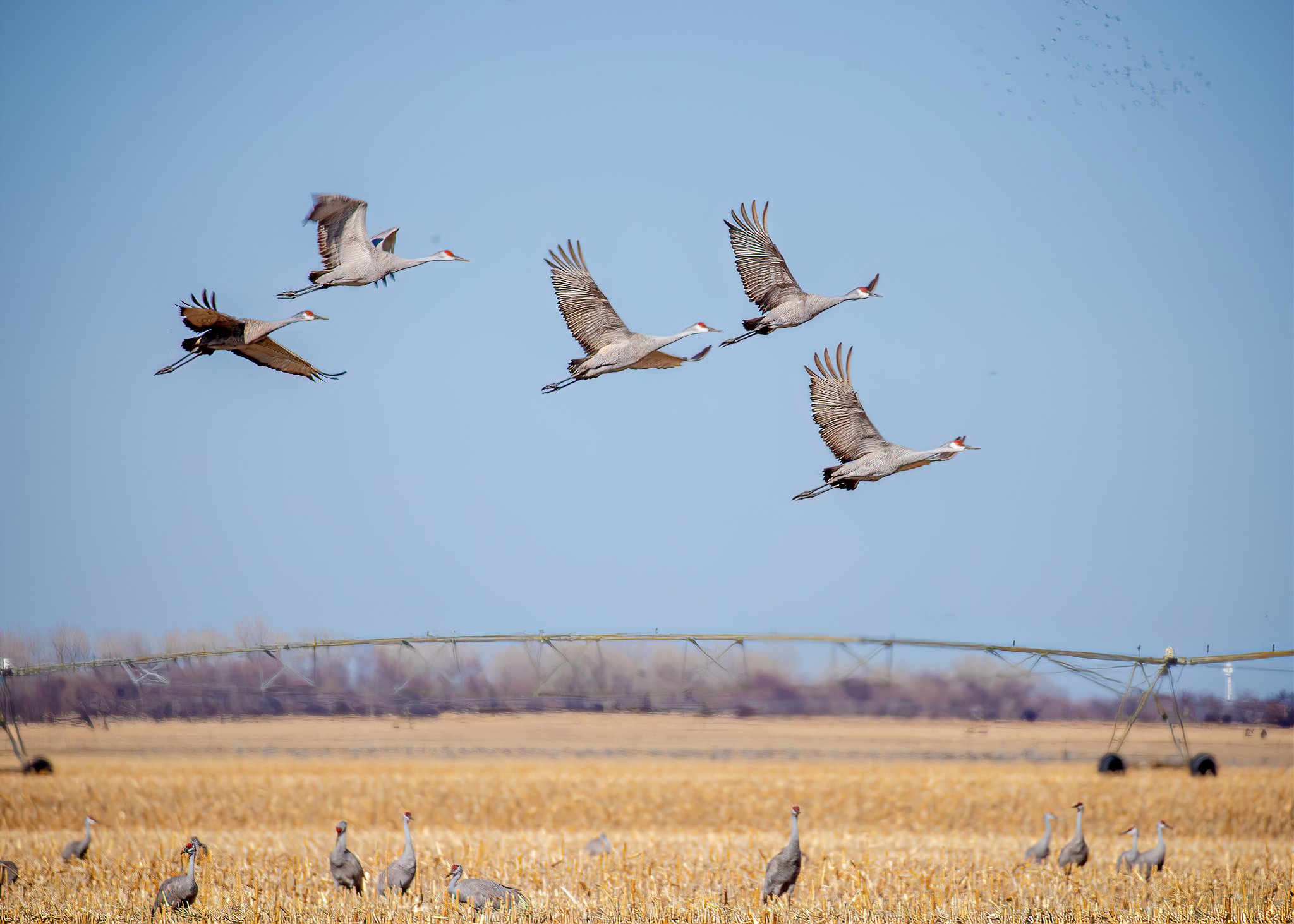 Group of flying and resting cranes in an open field with blue sky and farming equipment in the background.