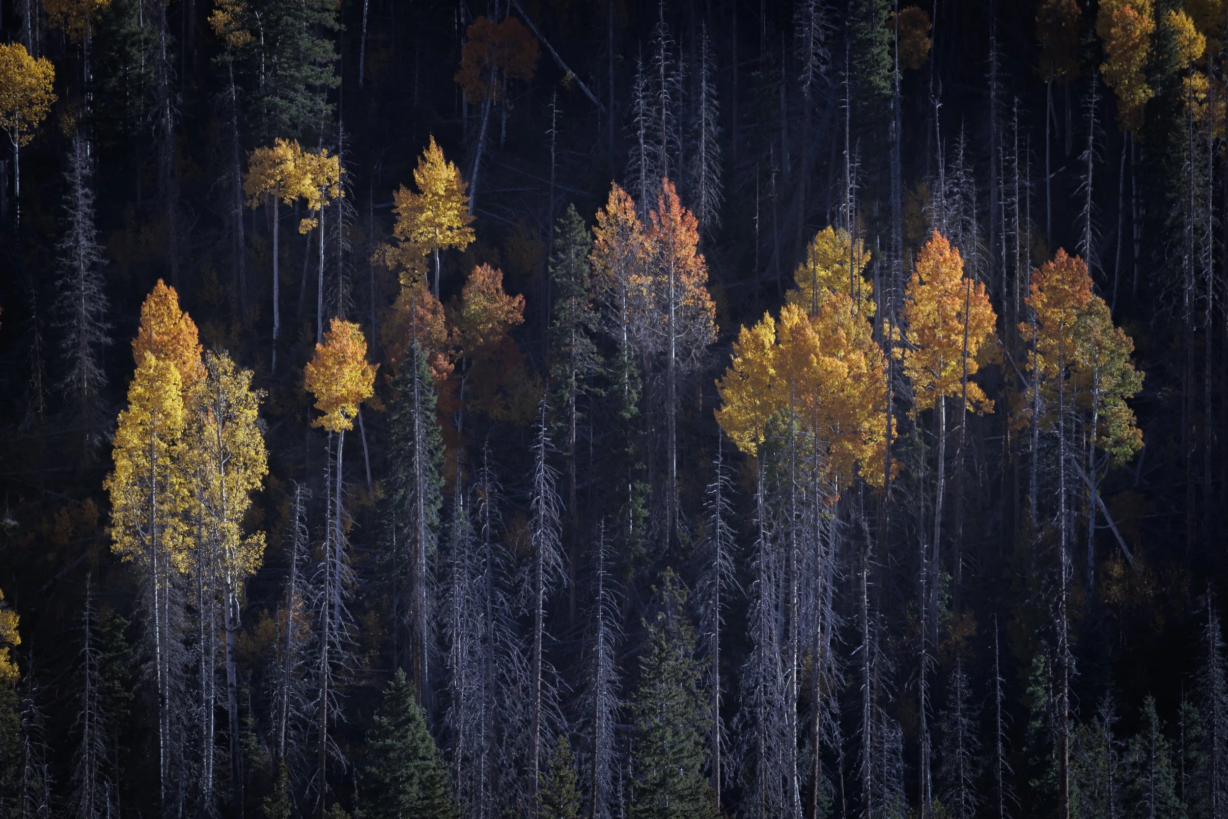 A forest with tall trees, some with yellow and orange leaves, and others with no leaves, possibly during fall or early winter.