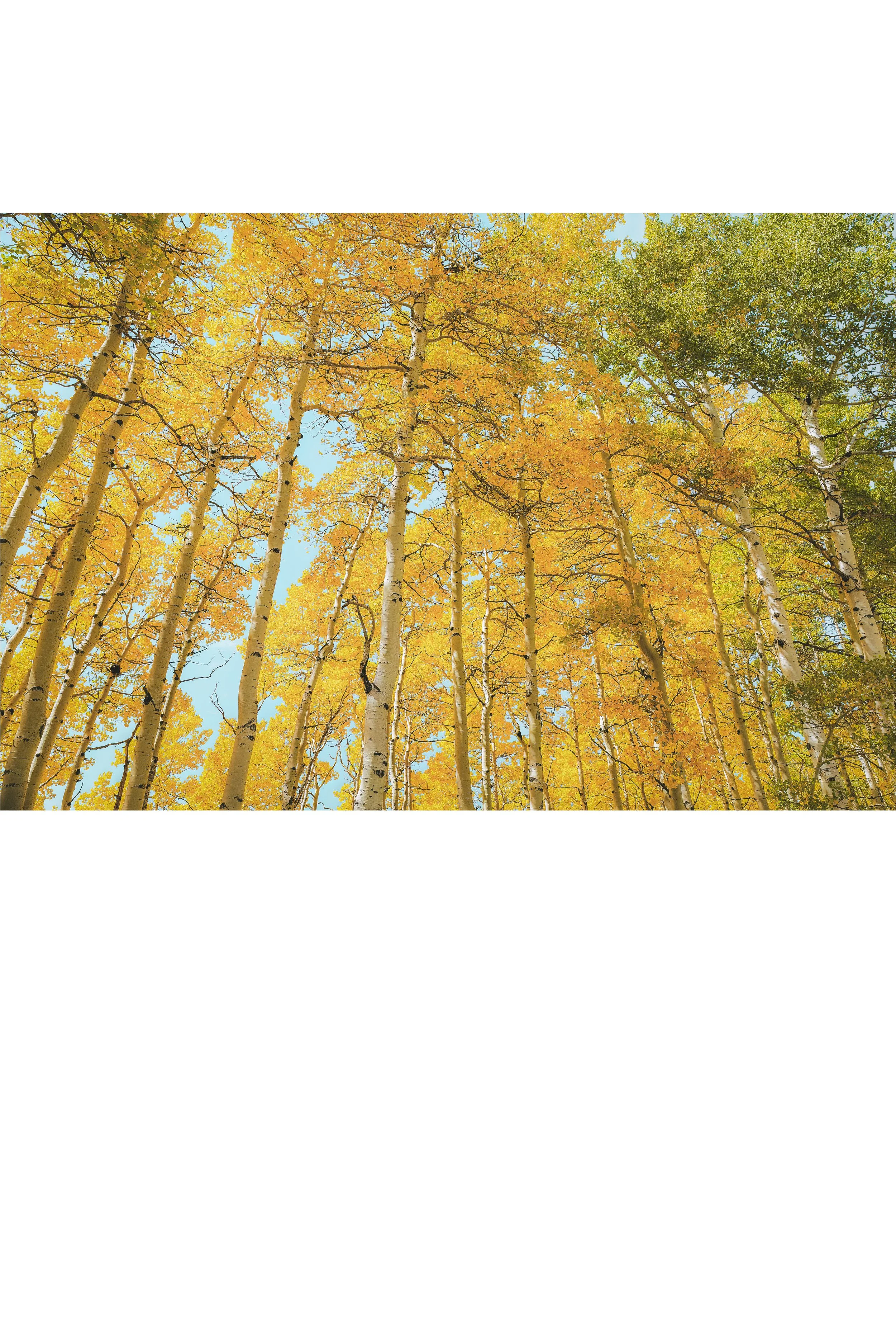 Golden Cathedral 34.jpg