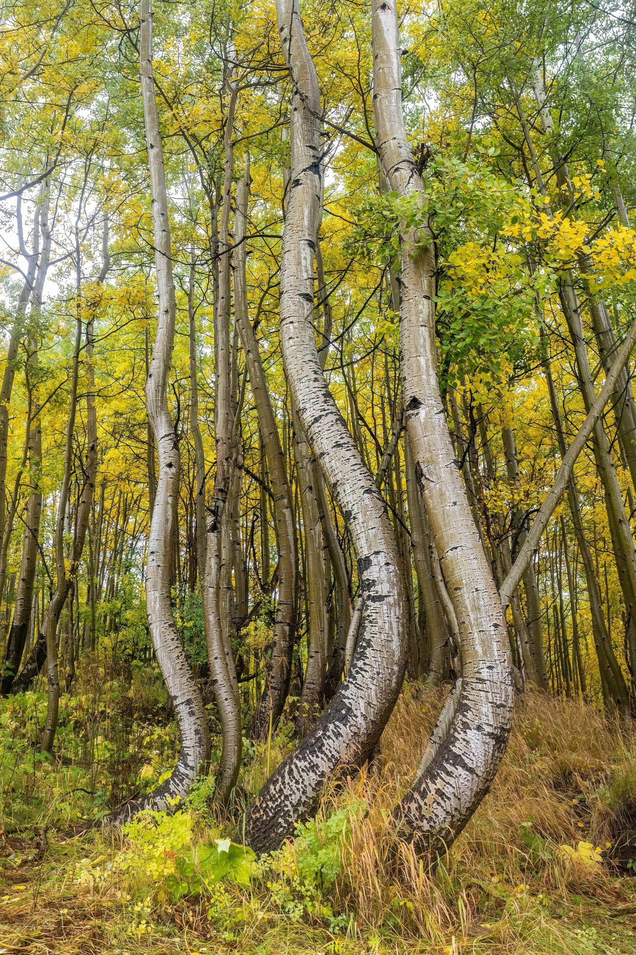 In a secluded spot hidden from common trails, aspens twist gracefully, their white trunks bending and curving as if caught in an endless dance.