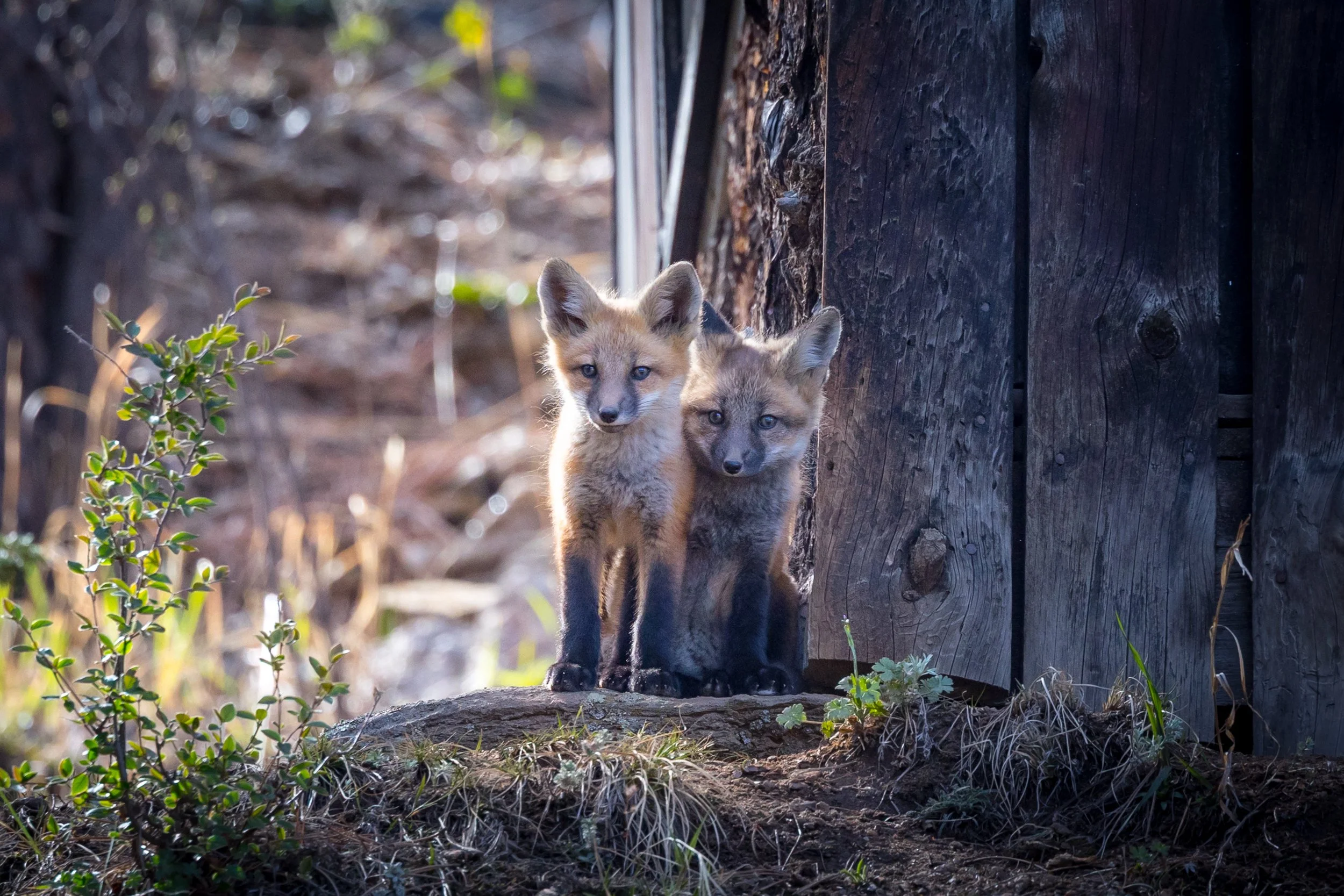 I Went For Cinnamon Rolls and Found Foxes