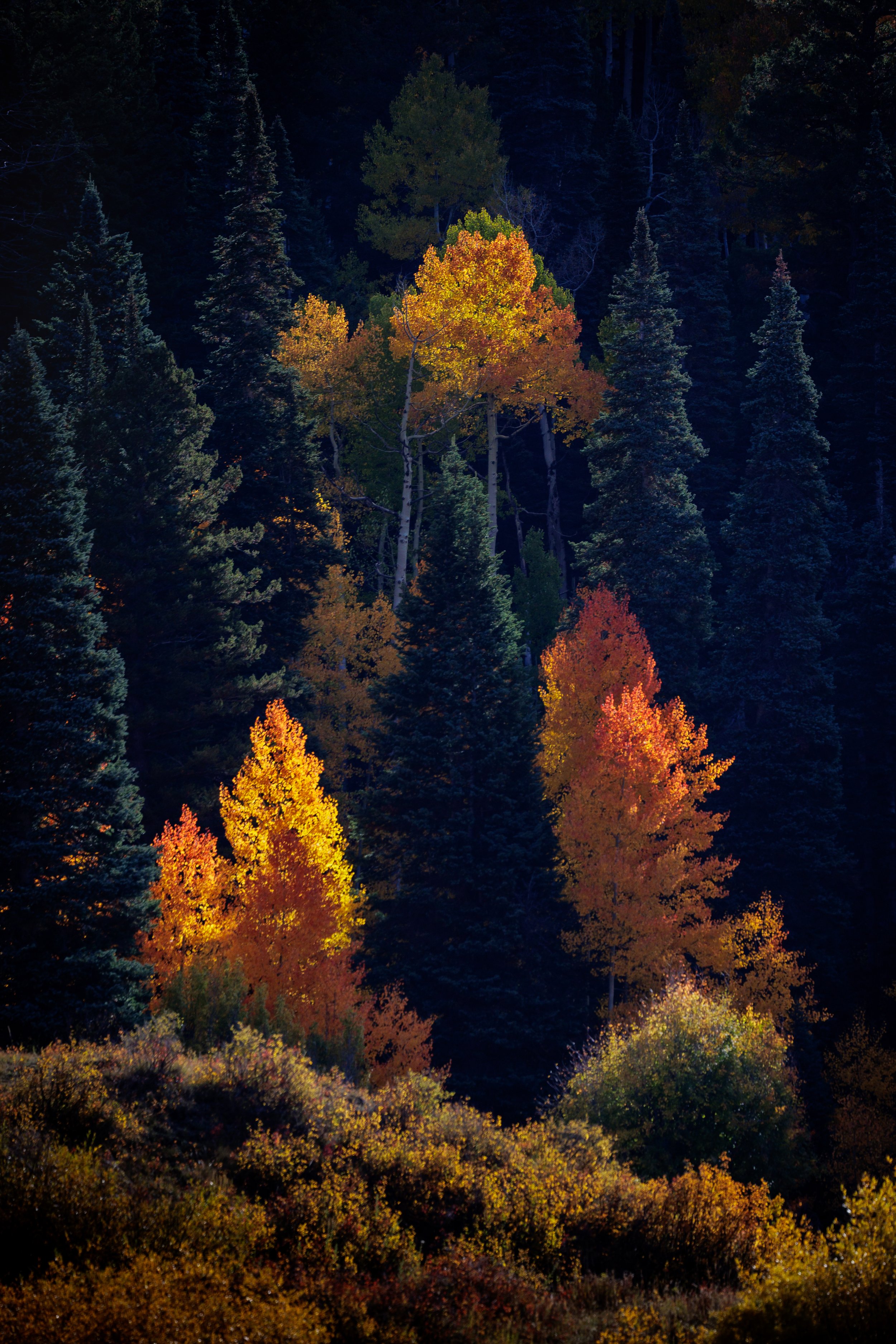 Autumn forest with trees in shades of yellow, orange, and green, set against a dark background.