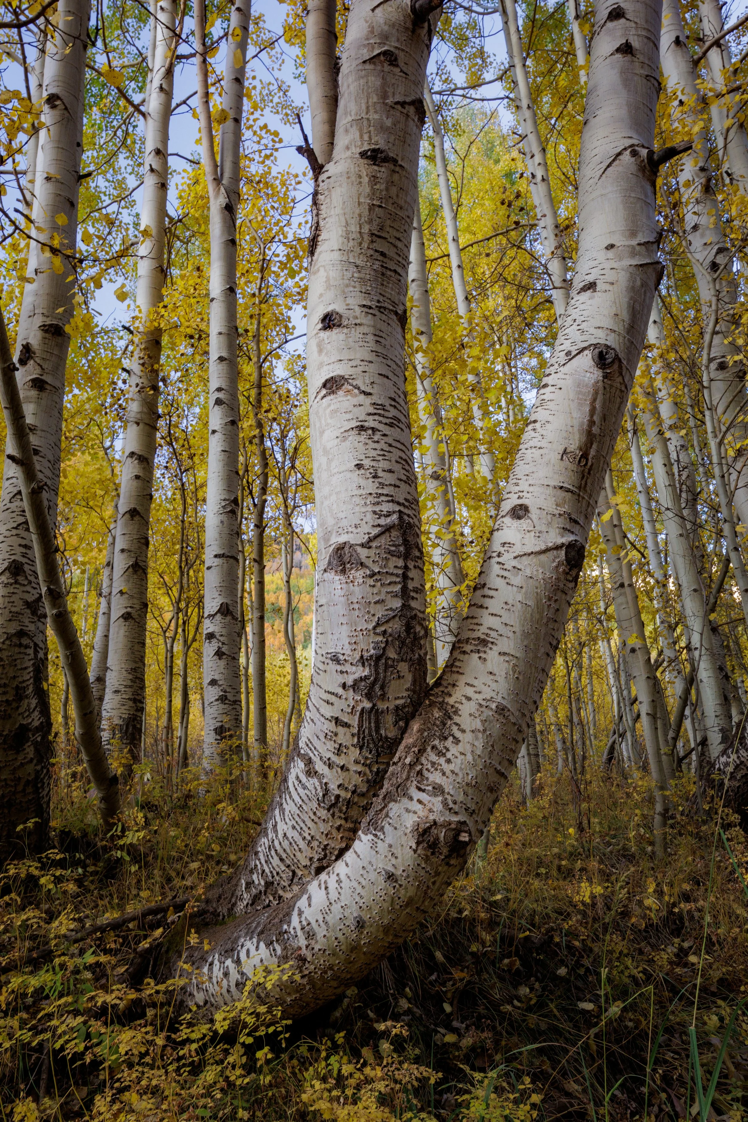 Close-up of multiple white-barked aspen trees with yellowing leaves, indicating autumn, in a dense forest.