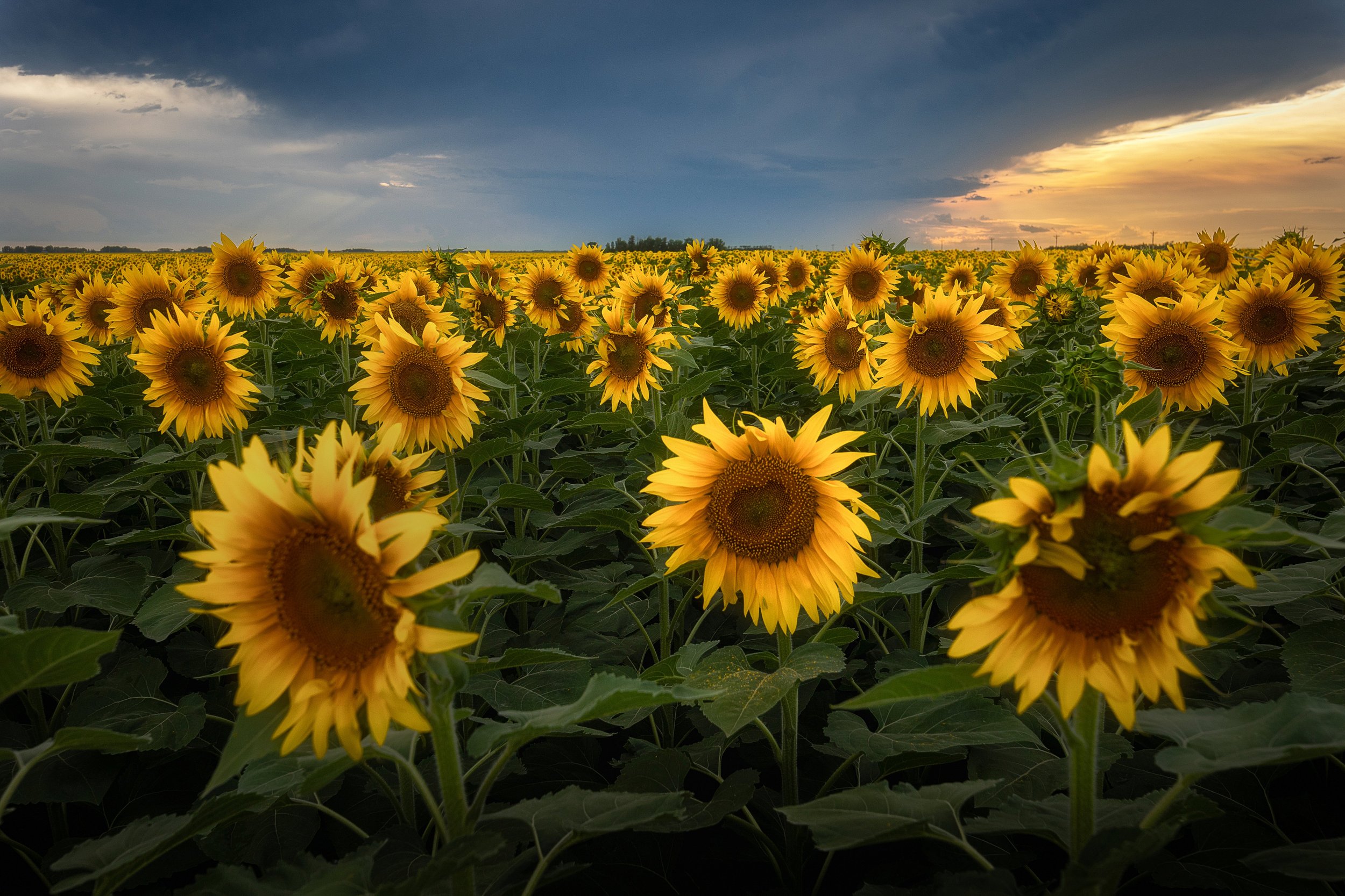 Between Sunset and Storm - Field of Sunflowers at sunset