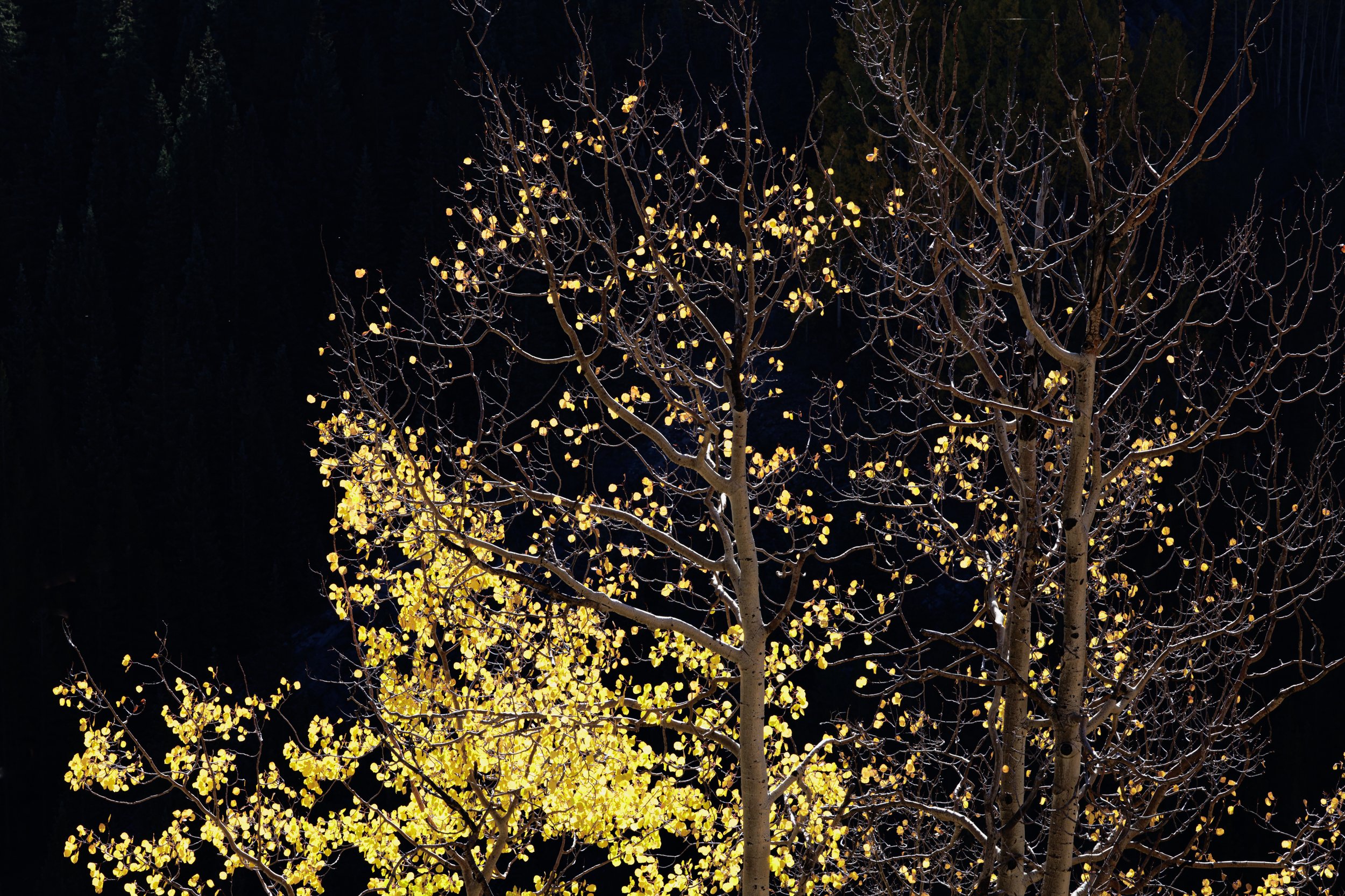 A leafless tree illuminated at night, with some yellow leaves still on its branches, set against a dark background.