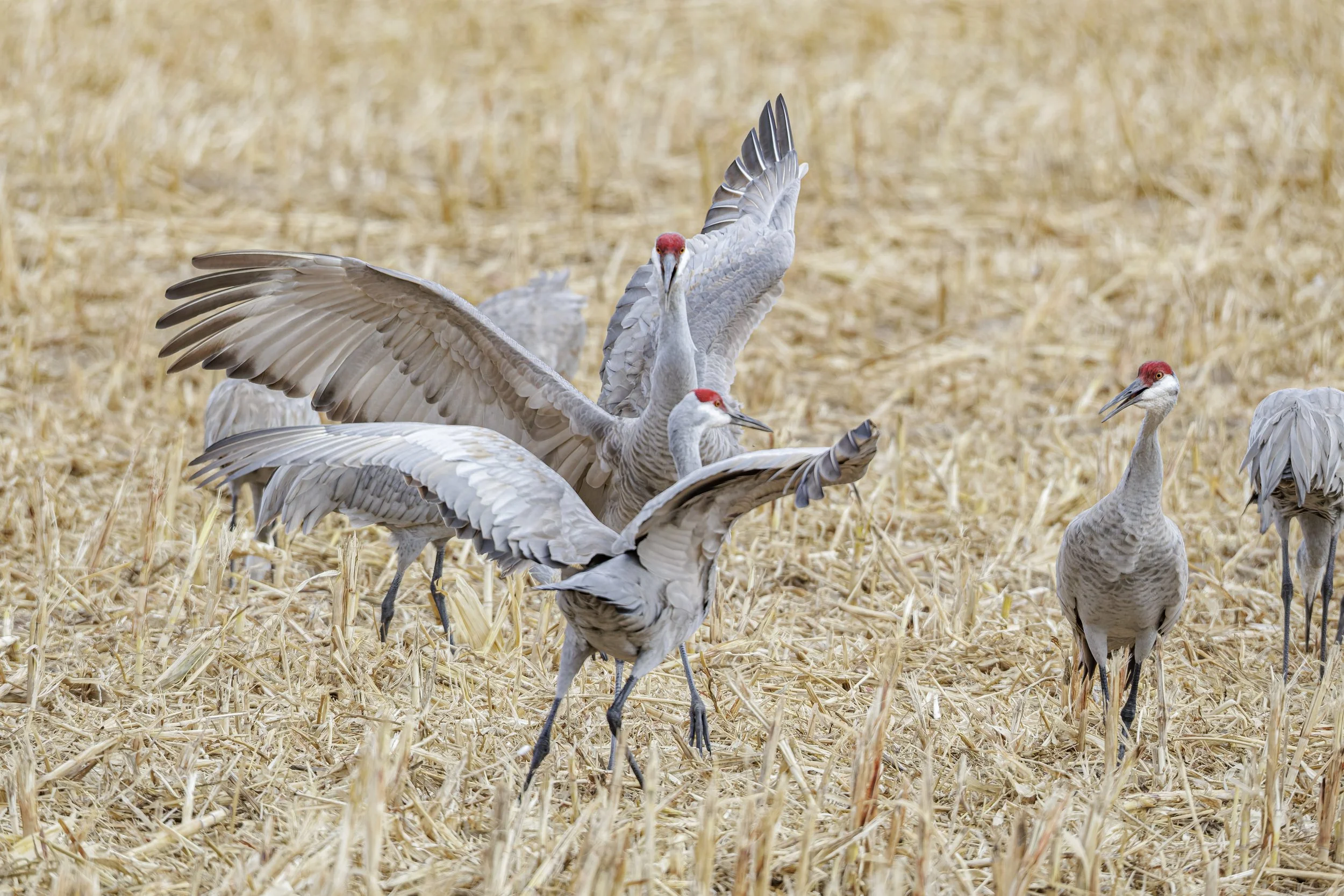 E80A0265-DxO_DeepPRIME 3.jpg