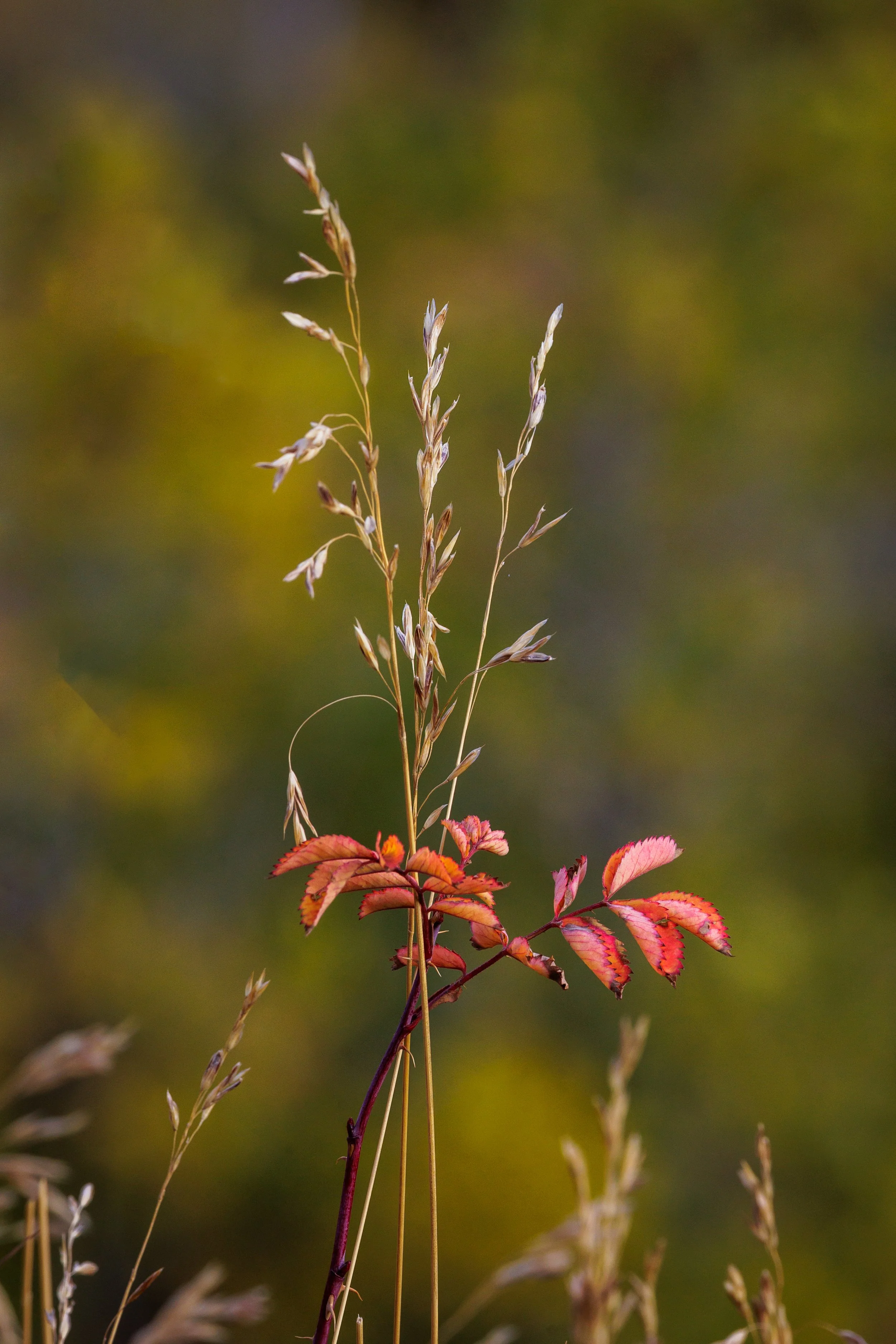 Close-up of a tall grass or plant with red and green leaves against a blurry, colorful background.