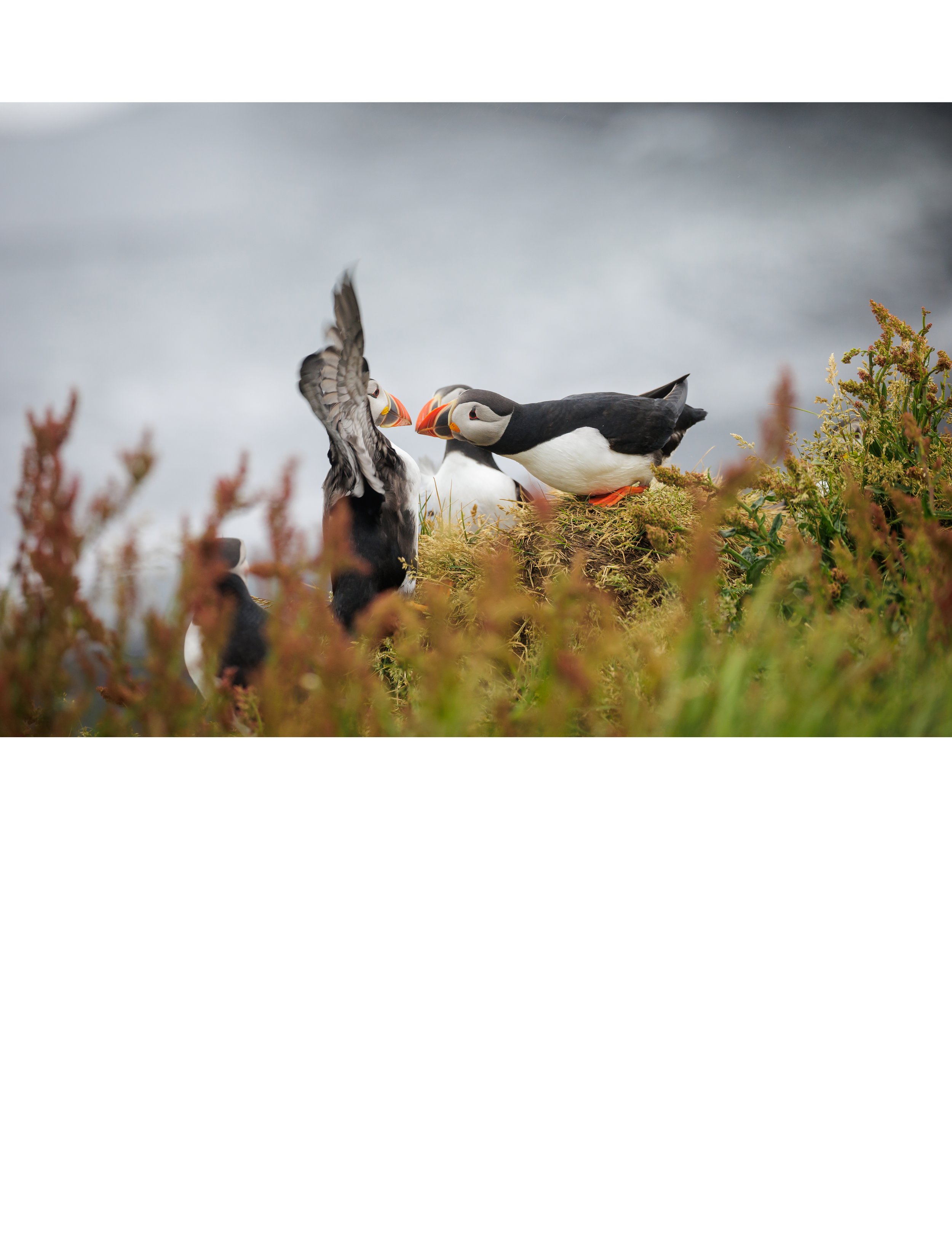 Puffin Stand Off 3 4.jpg