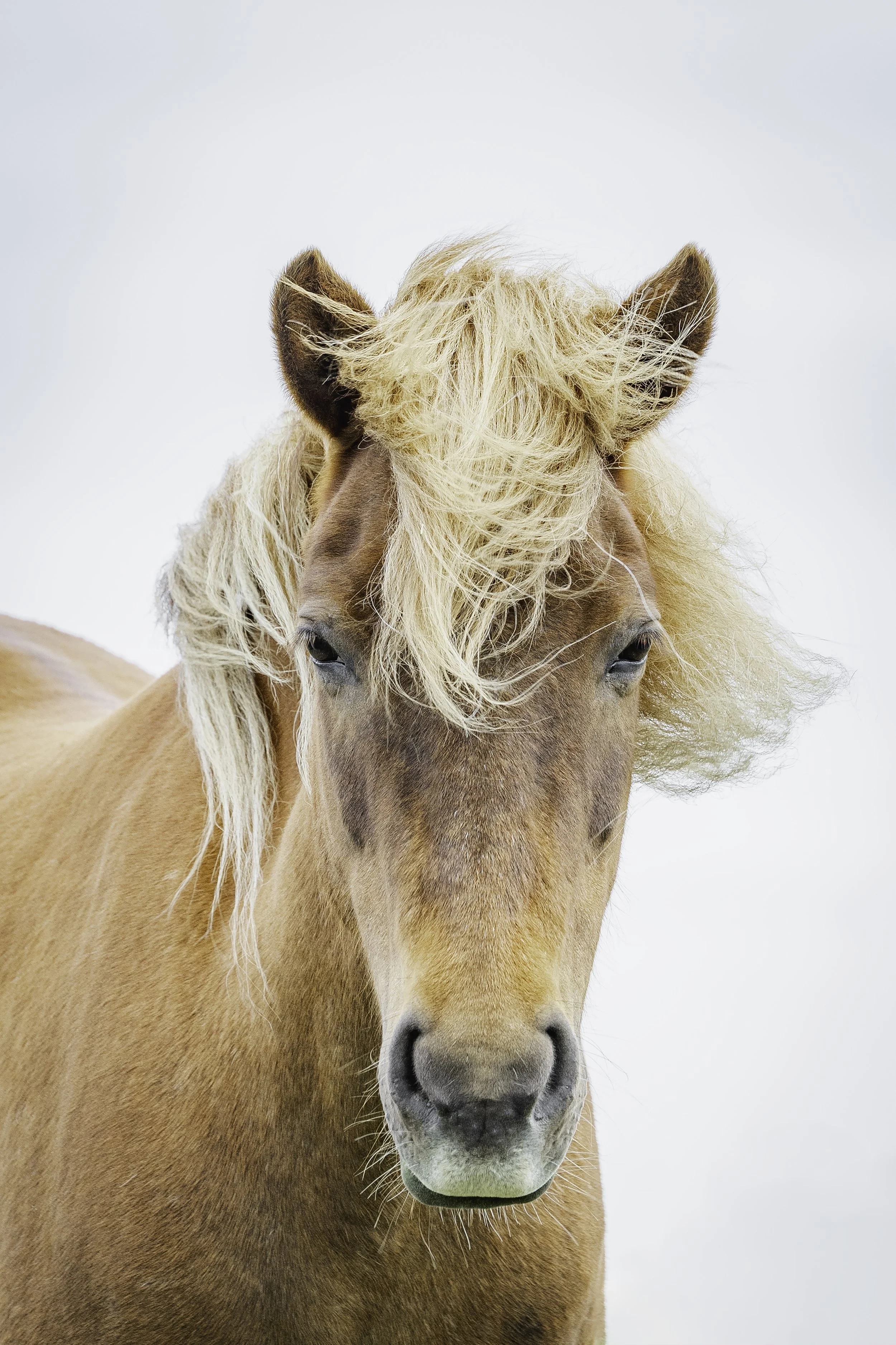 Close-up portrait of a tan Icelandic horse with a light-colored mane blowing across its face, set against a pale sky.