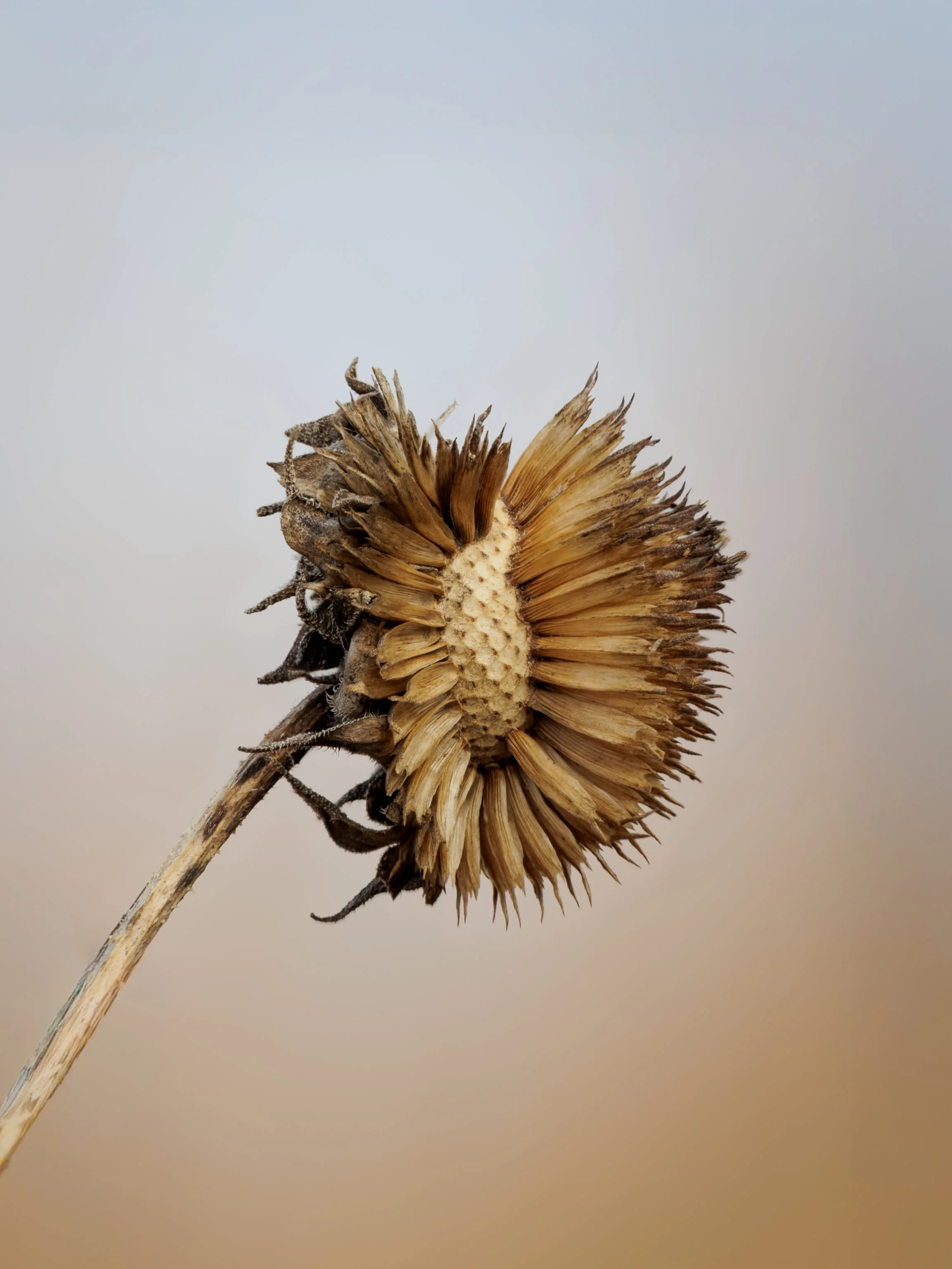 Dry, withered sunflower head with no petals, positioned against a plain, gradient background.