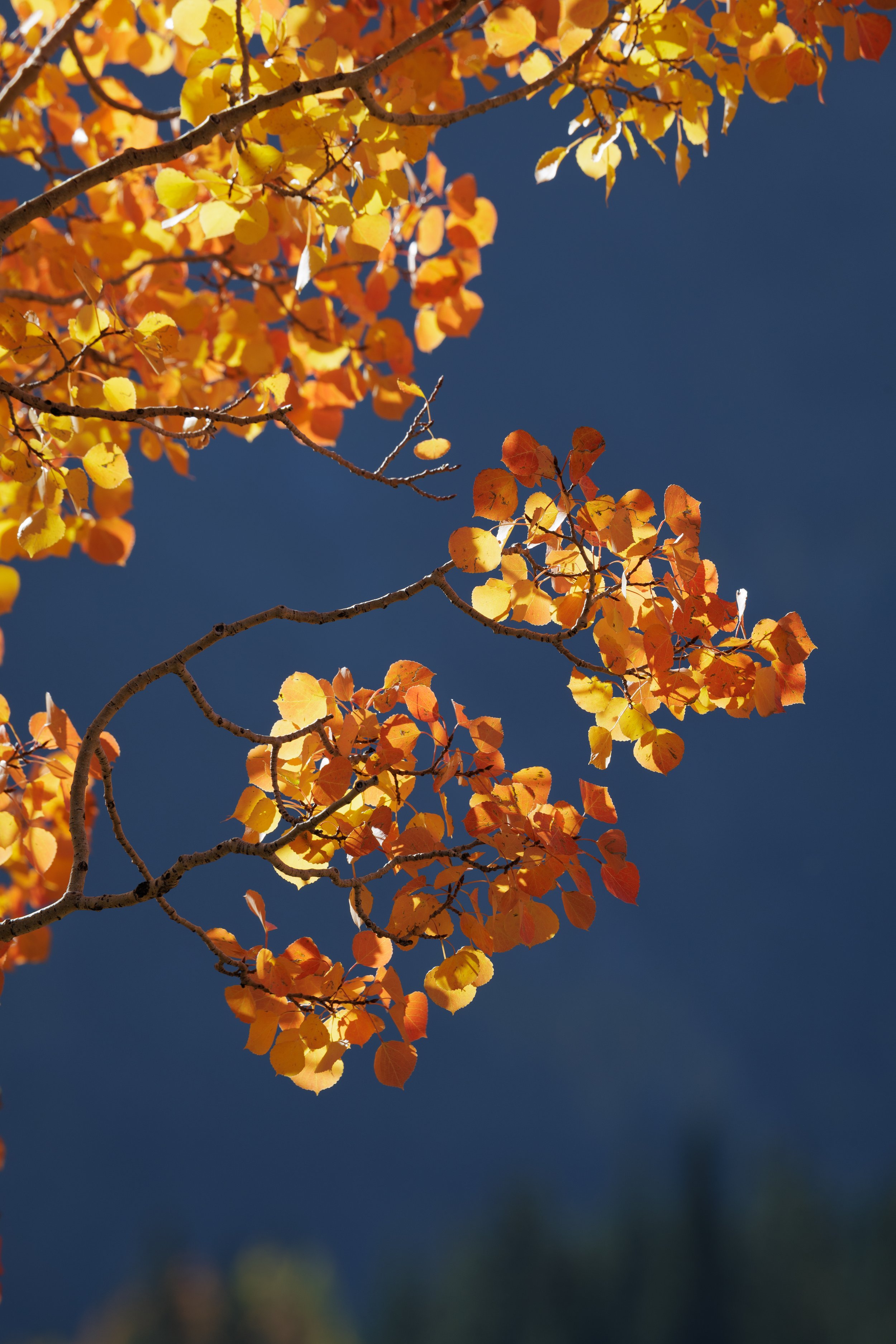 Branches with yellow and orange autumn leaves against a dark blue sky.