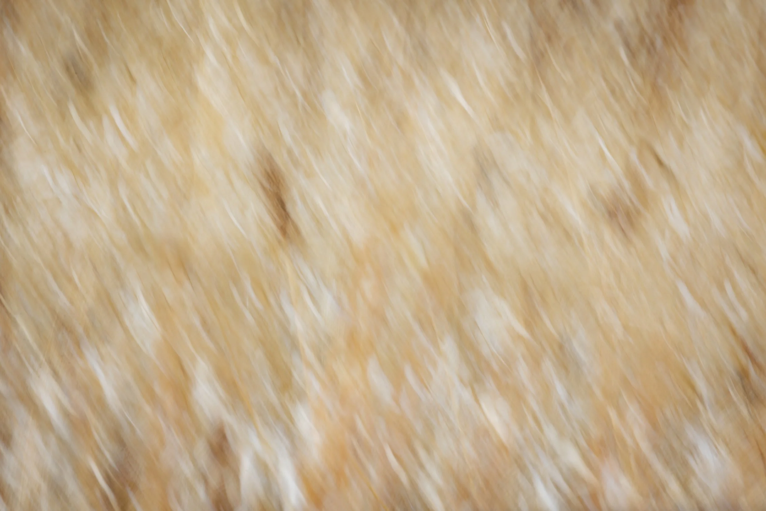Close-up of a wheat field with stalks of wheat swaying, showing golden brown wheat heads and green stems.