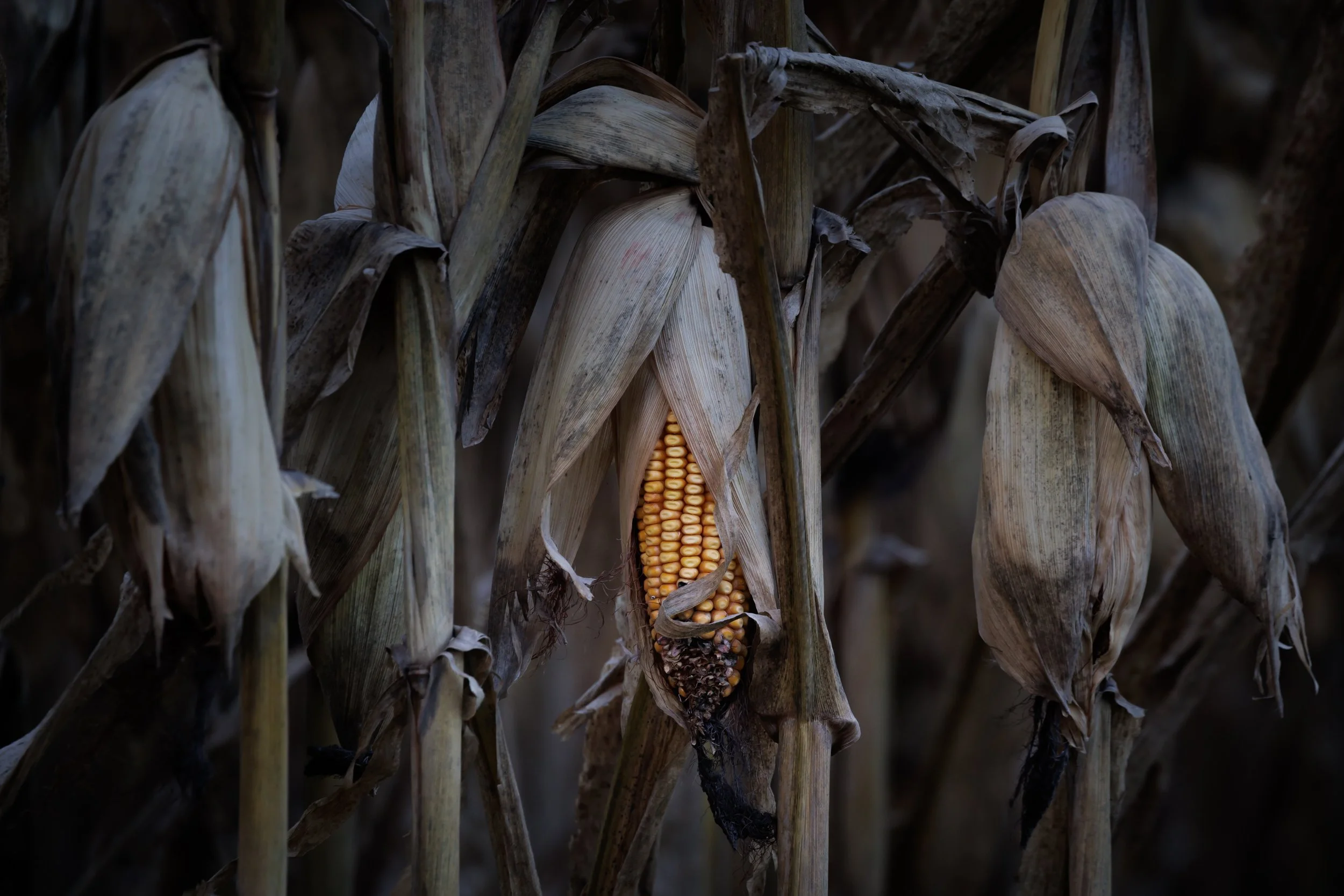 Nebraska (3).jpg