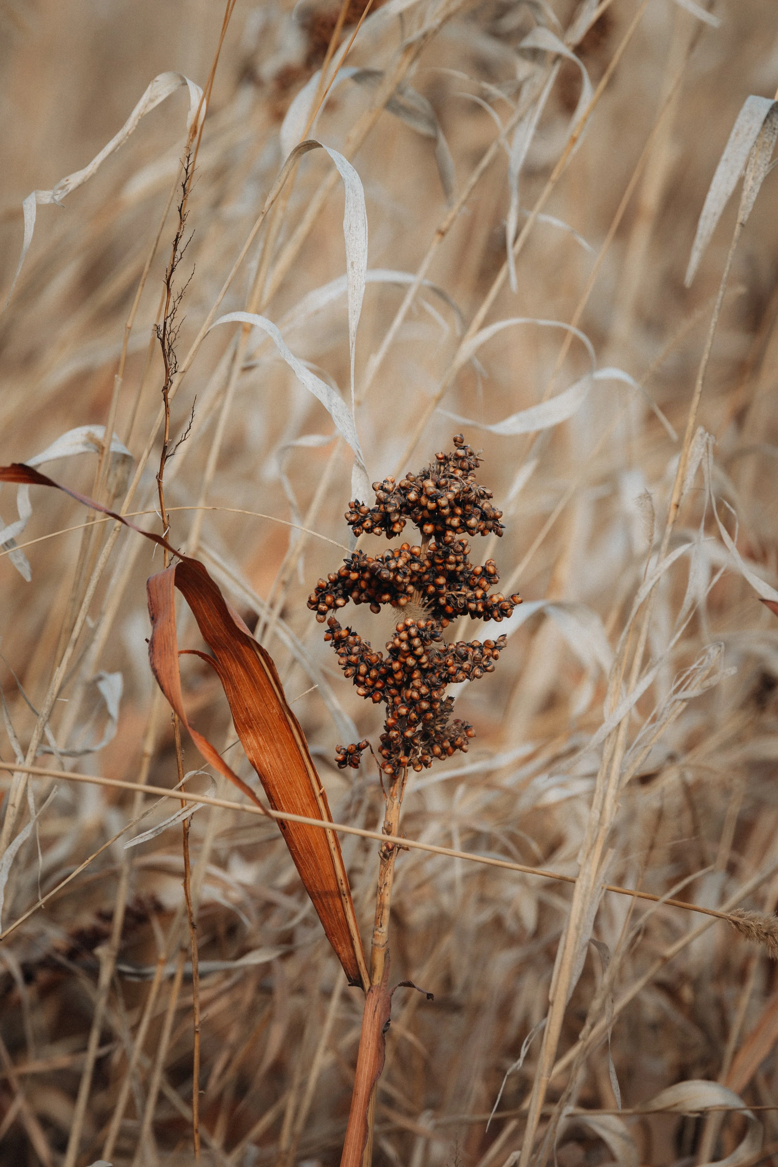Close-up of dry brown millet plant in a field with dried grasses.