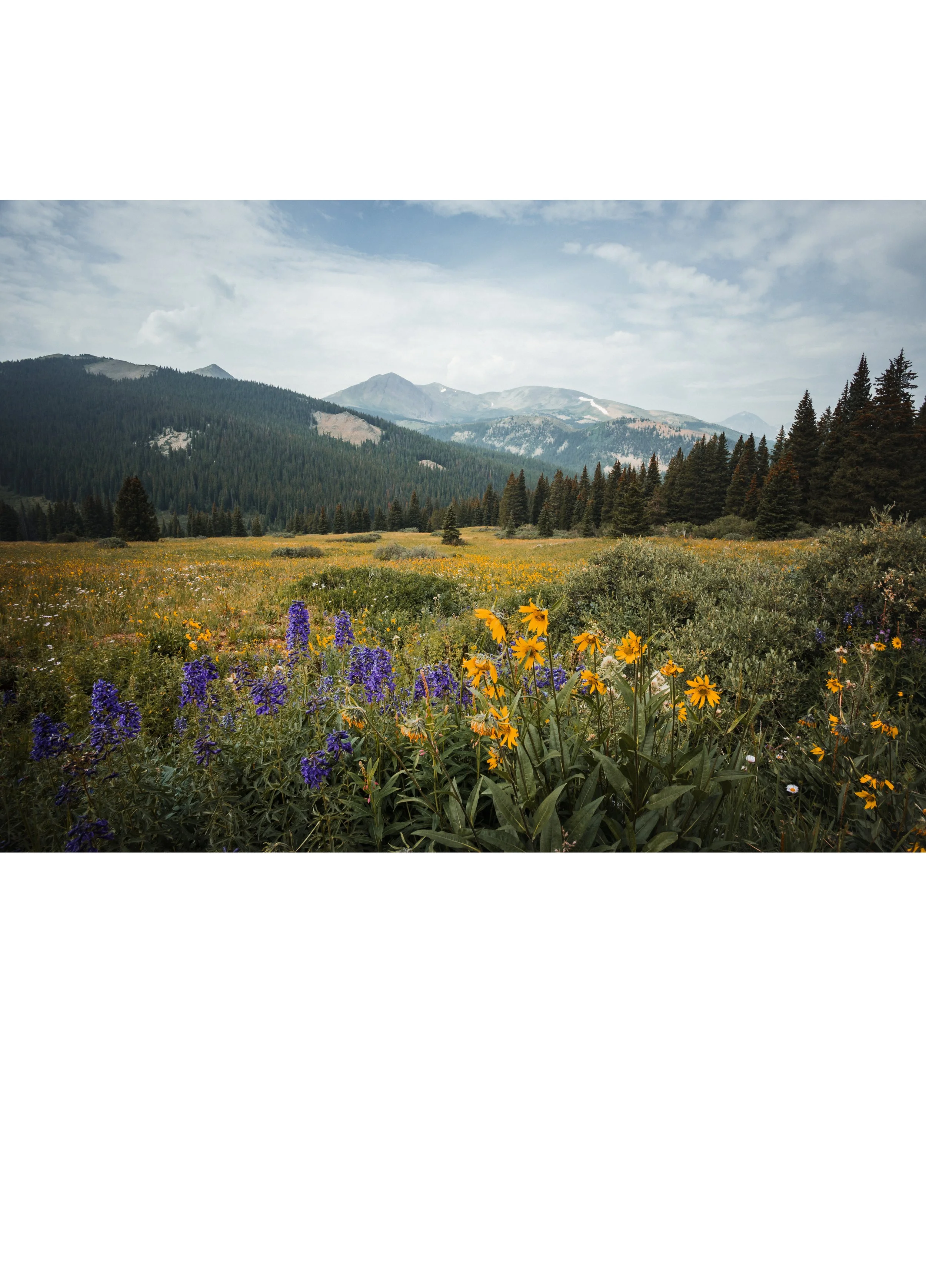 Boreas in Bloom