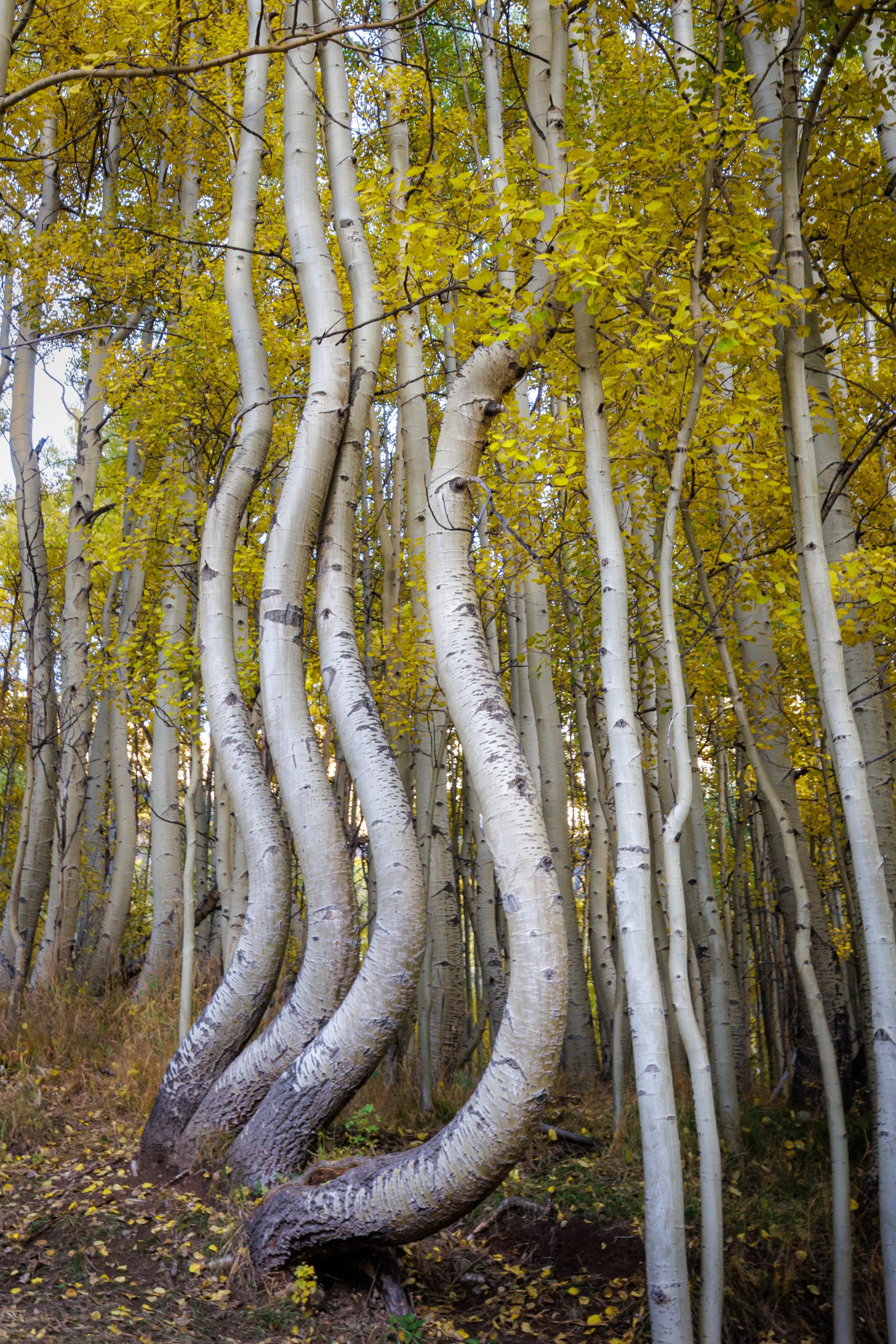 A forest of tall aspen trees with white bark and yellow leaves, some trees with curved trunks.