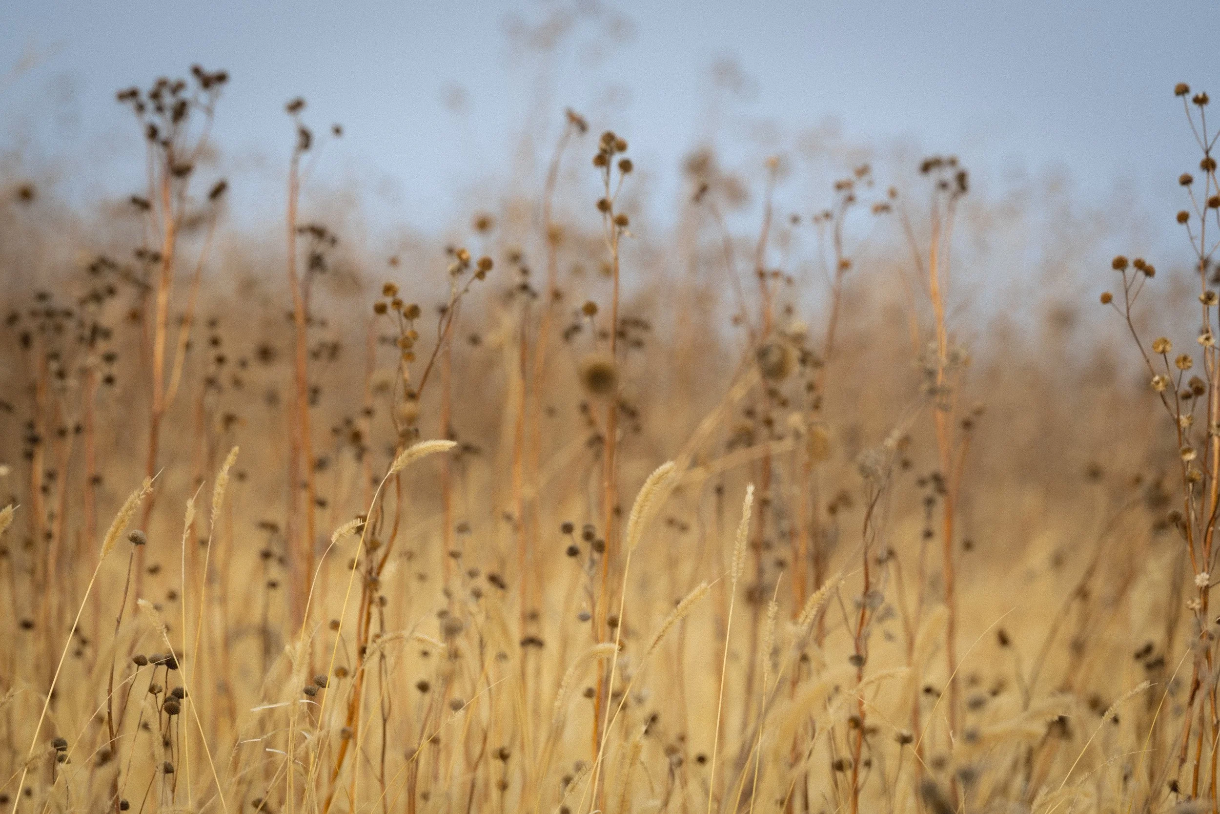 Dry grass and wildflowers with seed heads in a field, under a blue sky.