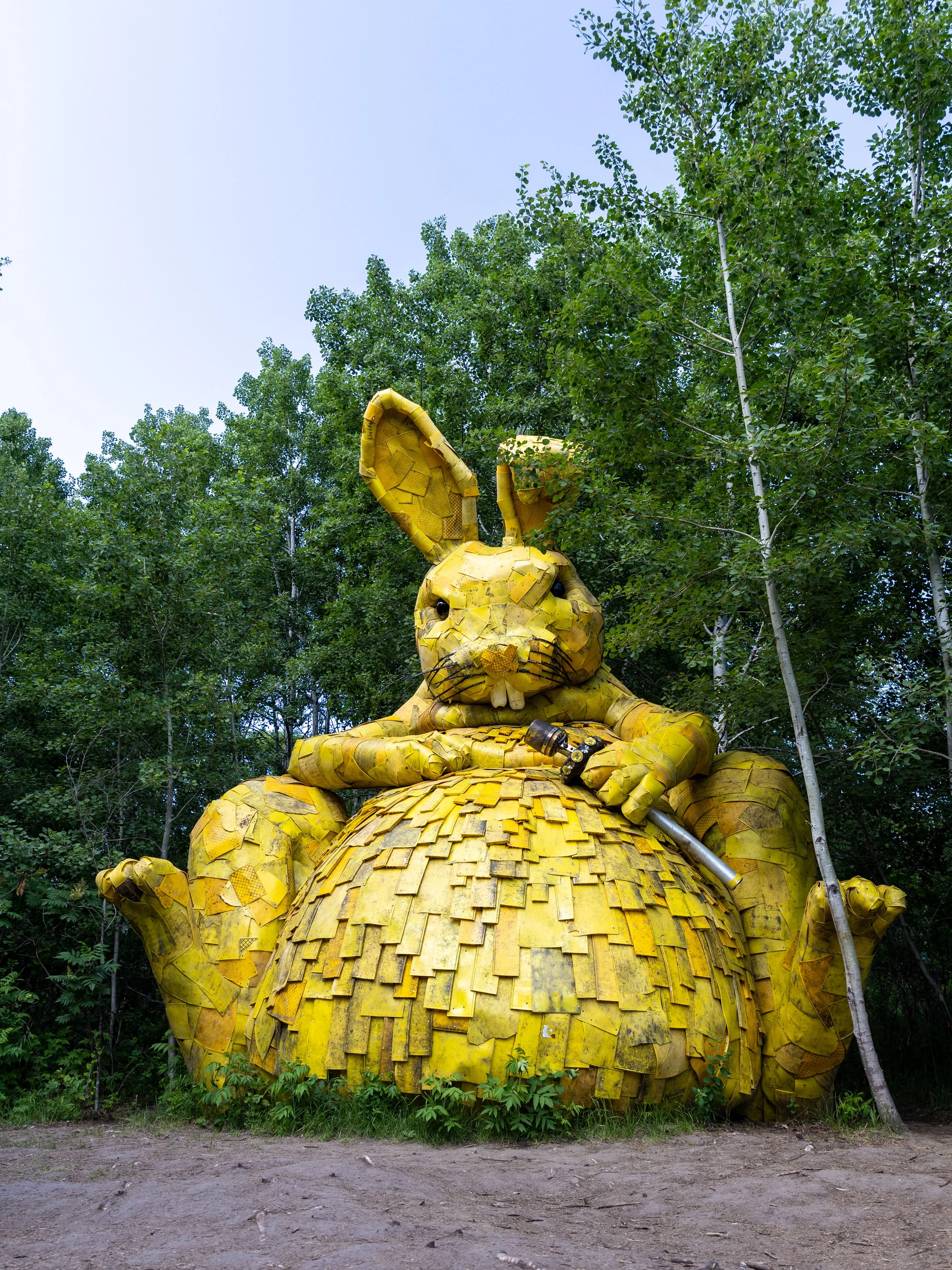 Golden Rabbit - MN