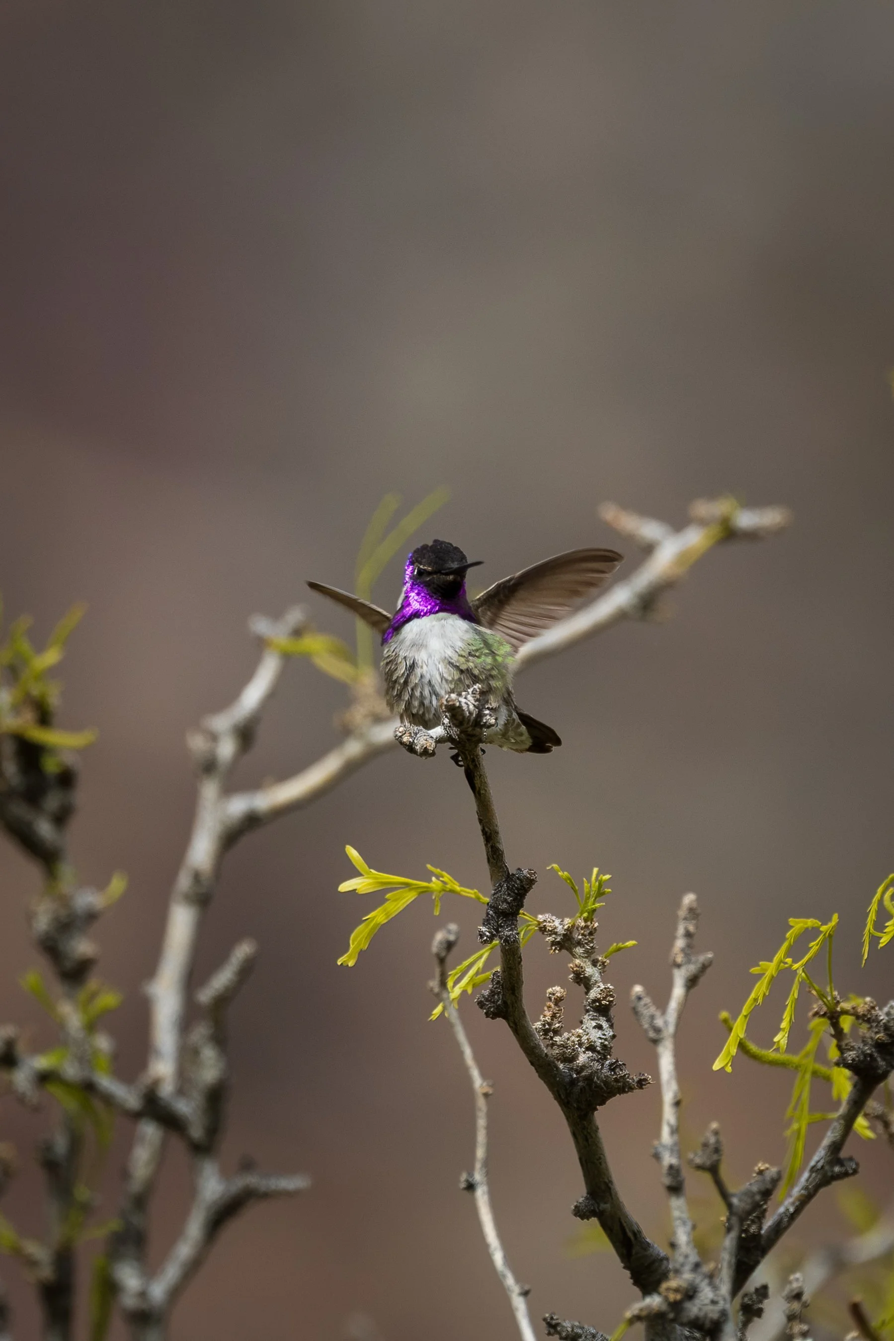 Costa's Hummingbird-2.jpg