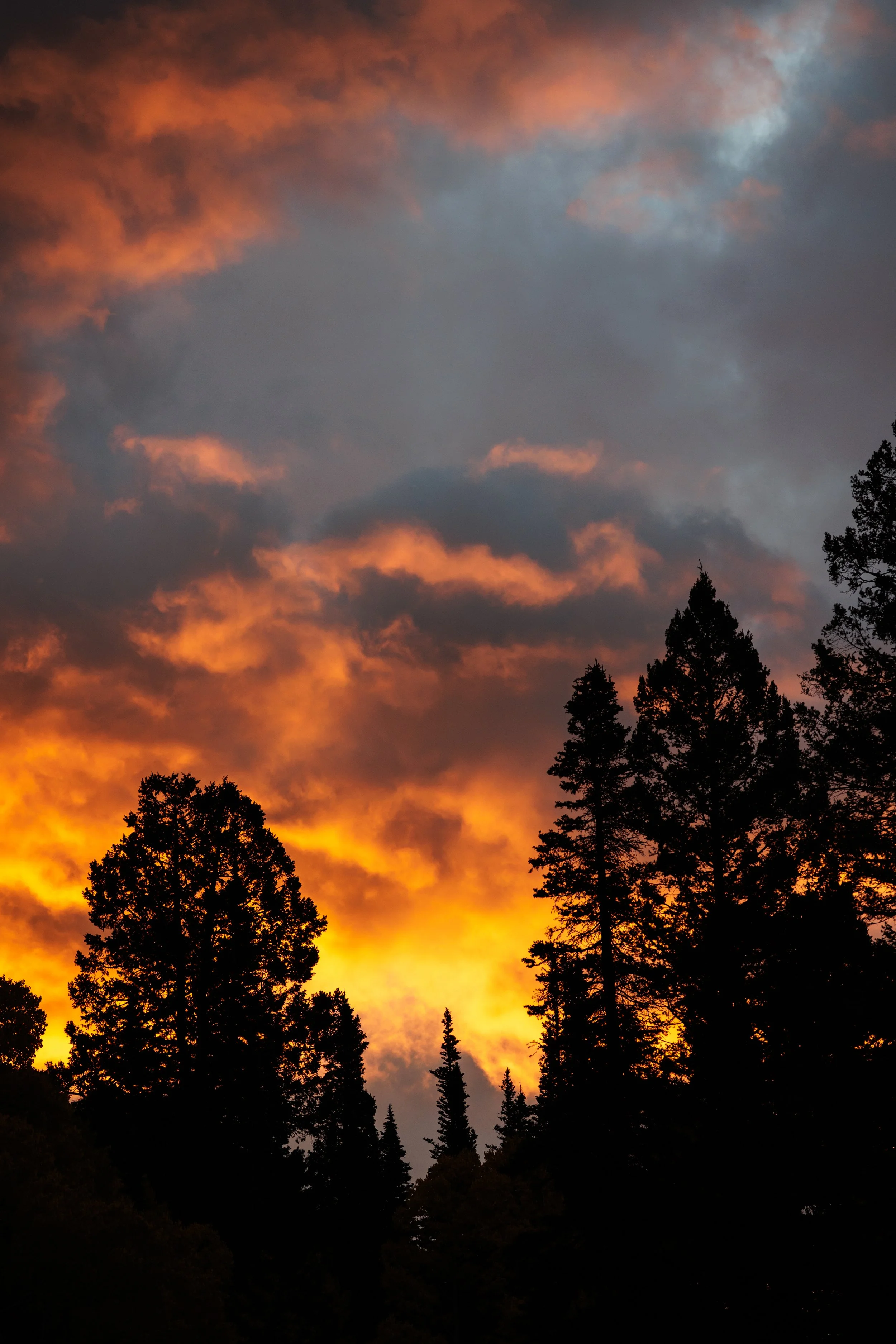 Silhouetted trees against a vibrant sunset sky with orange, yellow, and dark gray clouds.