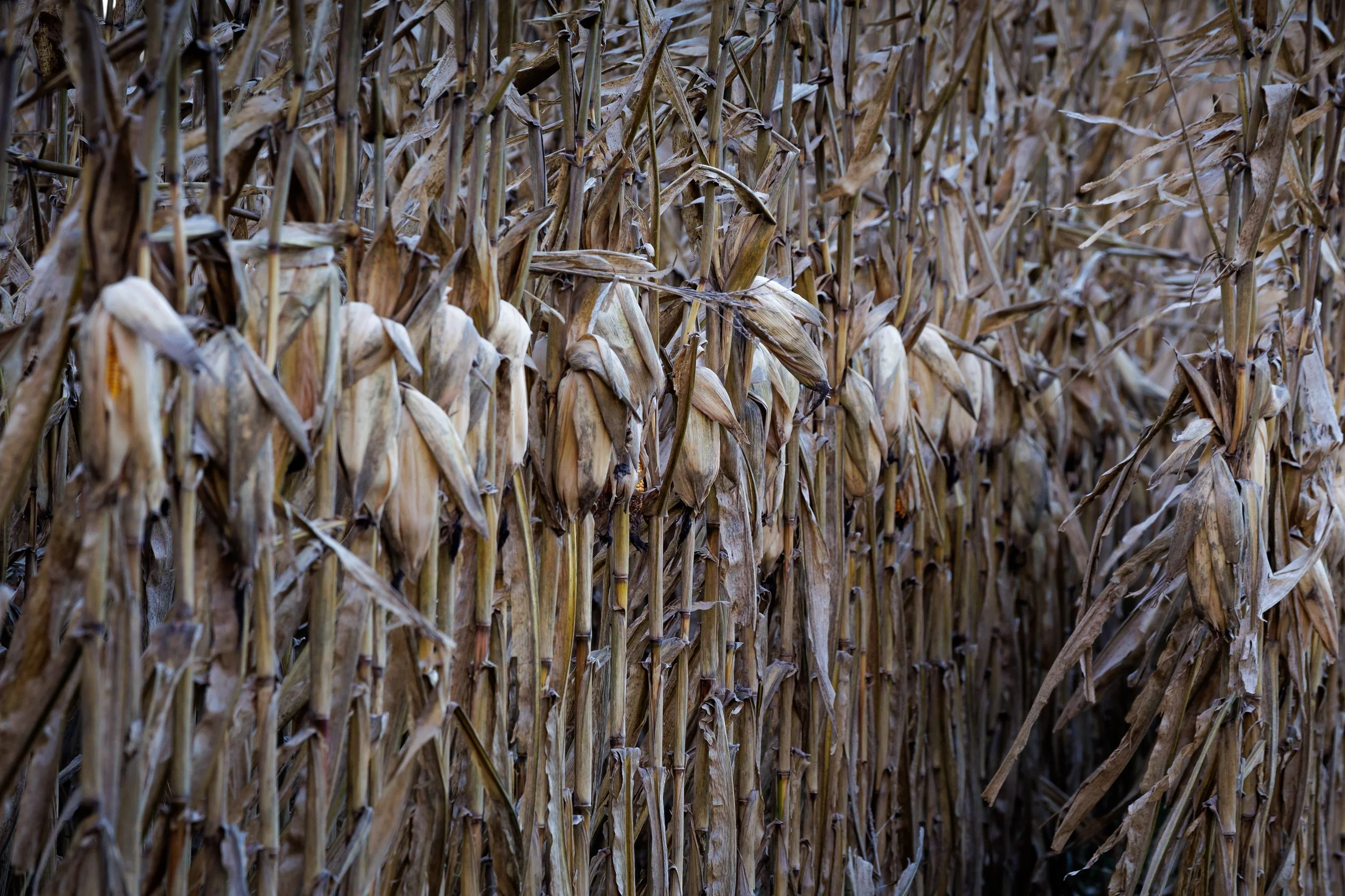 Nebraska (4).jpg