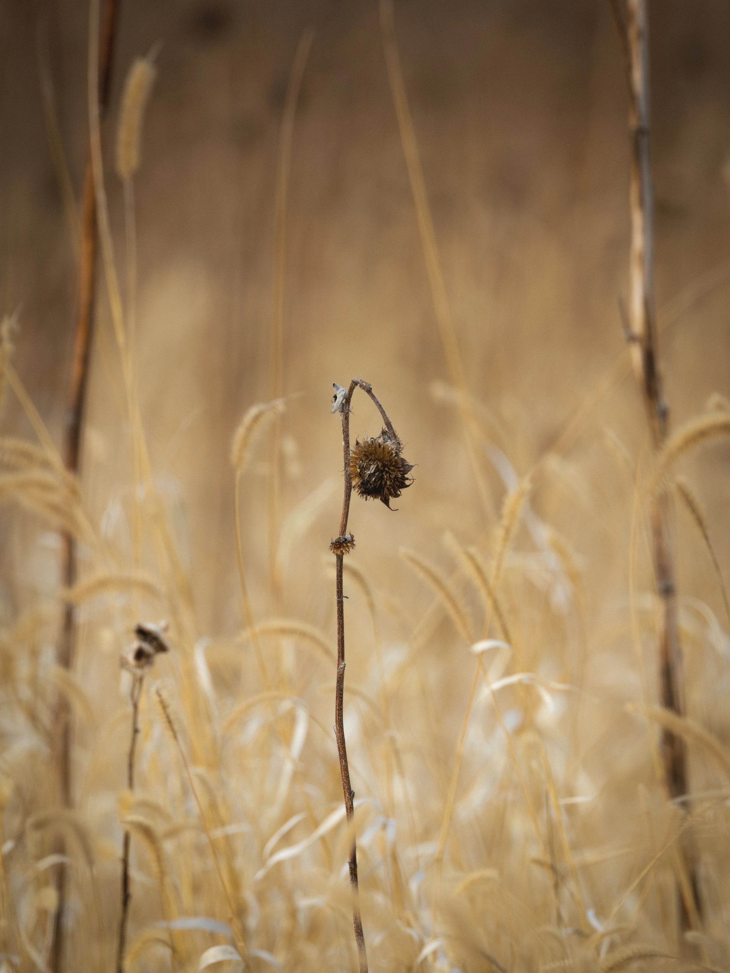 Close-up of a dried wildflower stem in a field of tall, golden grass.
