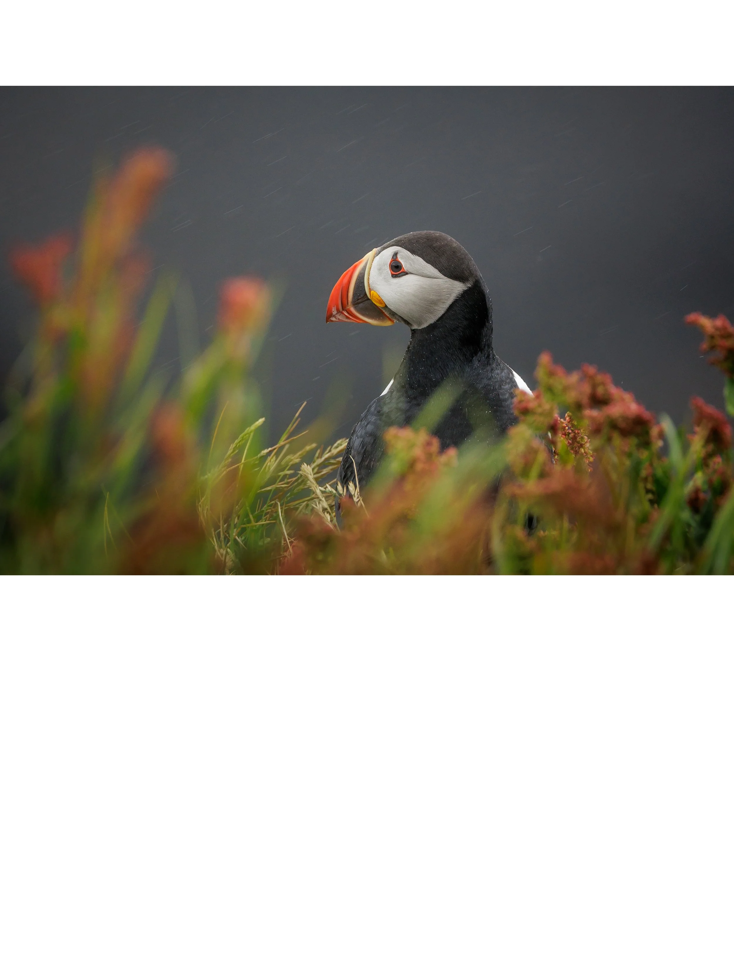 Puffin Rain Soaked copy.jpg