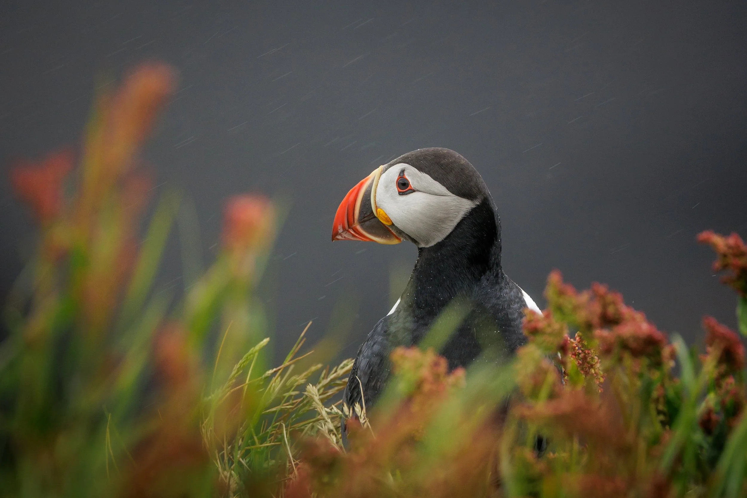 Puffin Rain Soaked.jpg