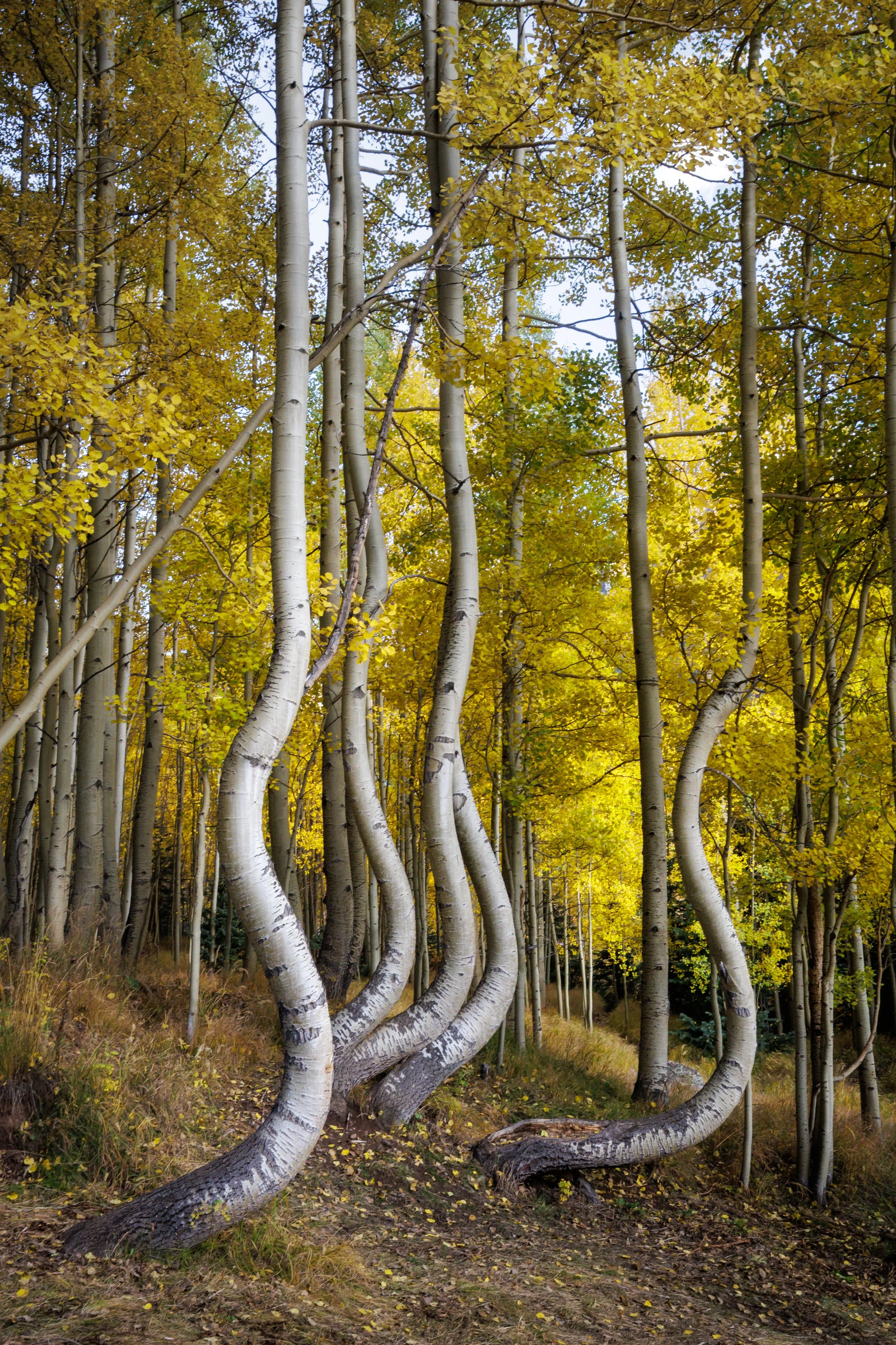 A forest scene with tall, slender aspen trees, some with uniquely curved trunks, yellow fall foliage, and a dirt path winding through the trees.