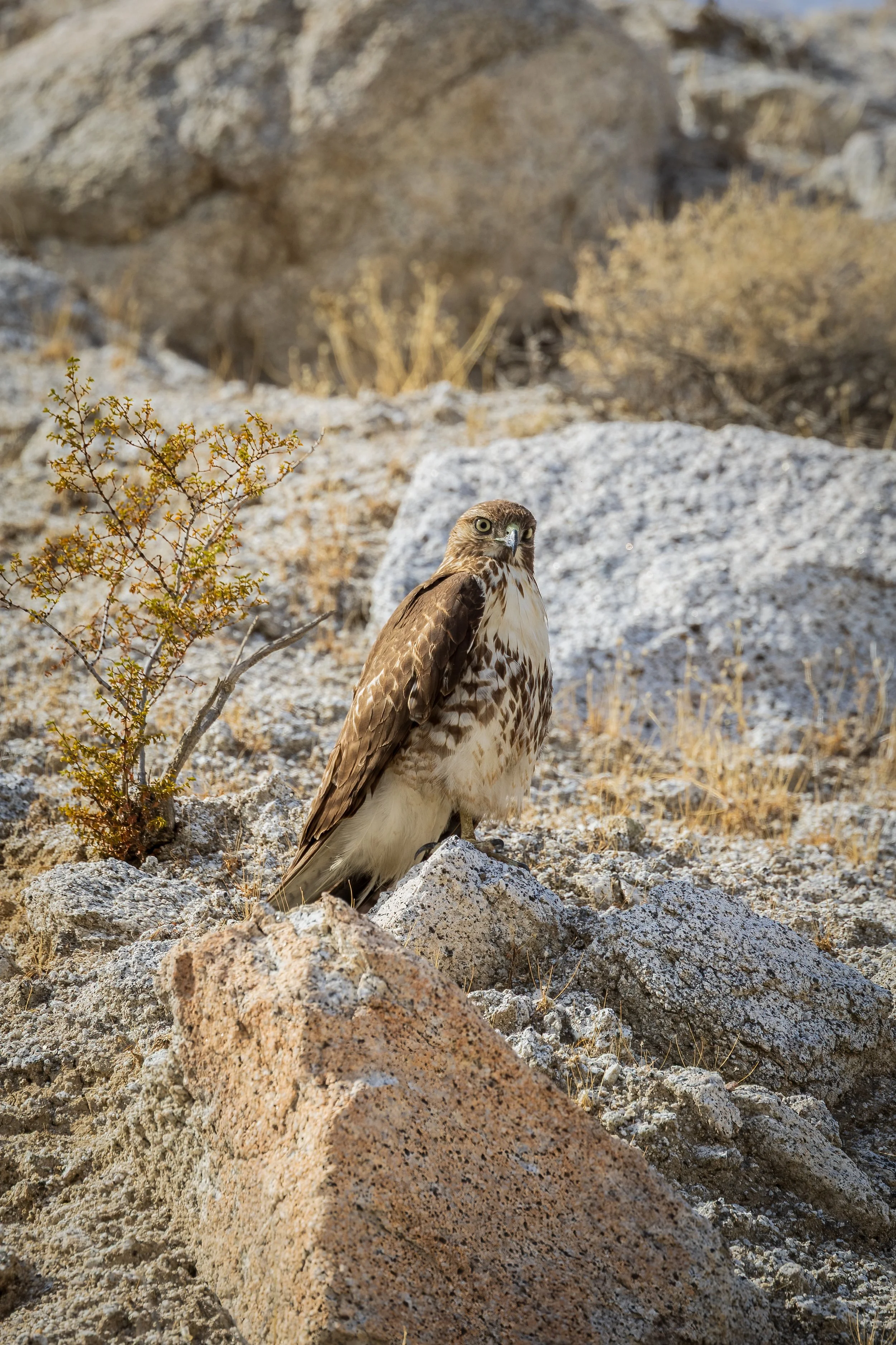Red Tailed Hawk-3.jpg