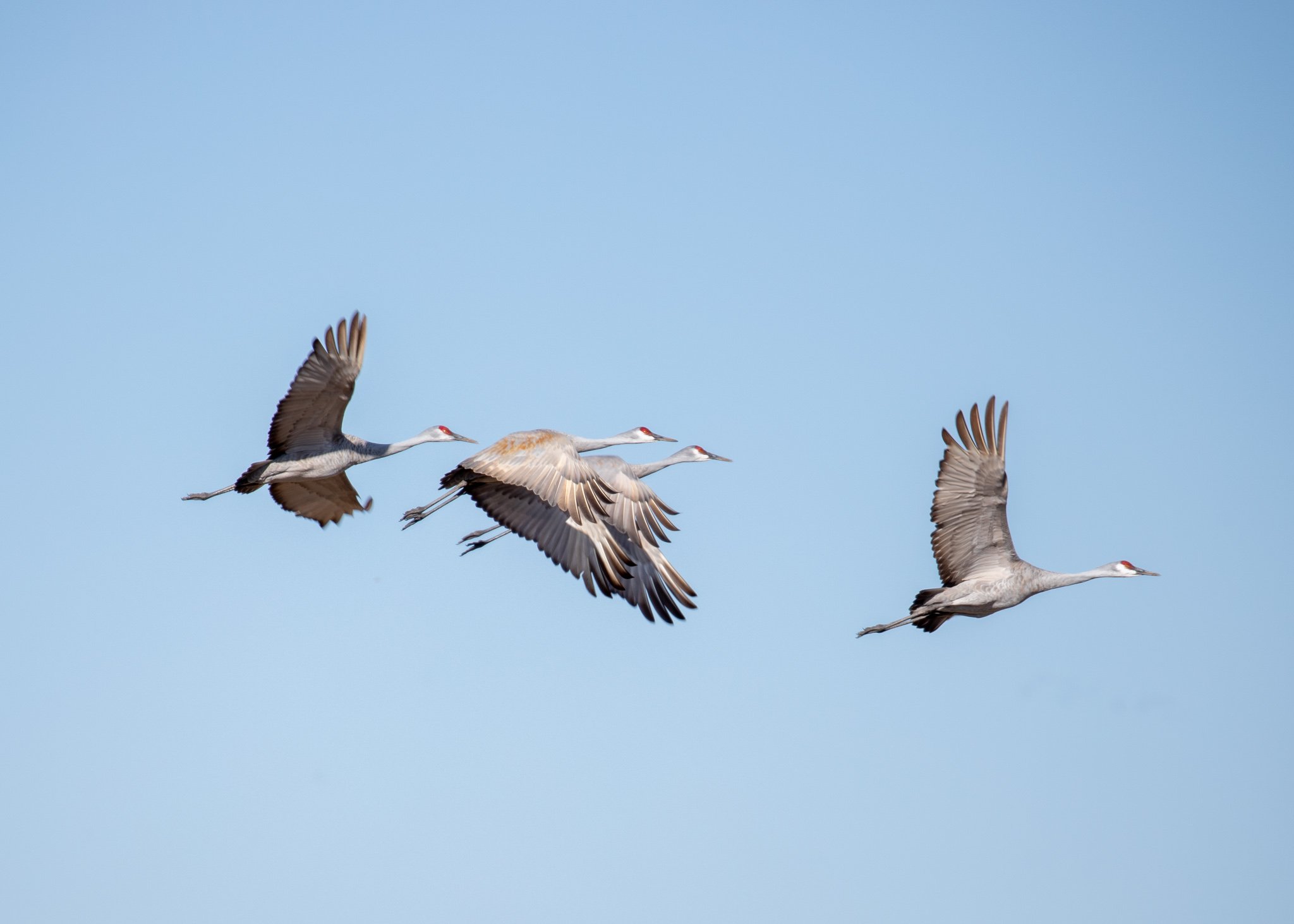 Four sandhill cranes flying against a clear blue sky.