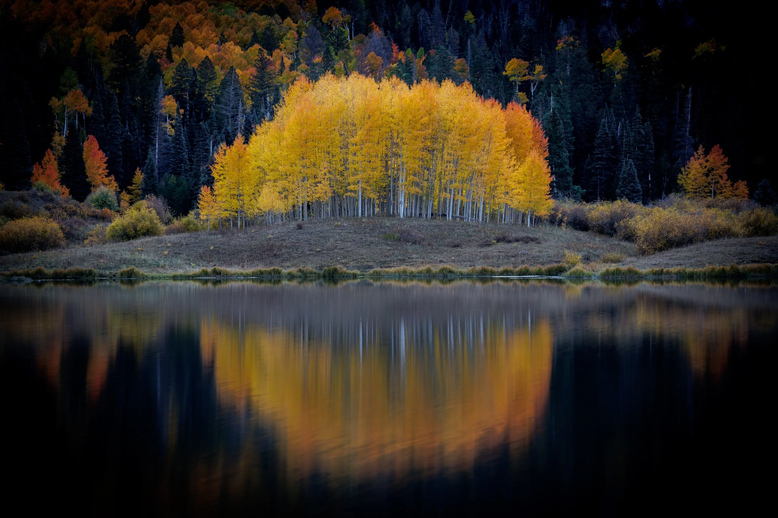 A lake reflecting a small hillside with yellow and orange autumn trees, backed by dark evergreen forest.