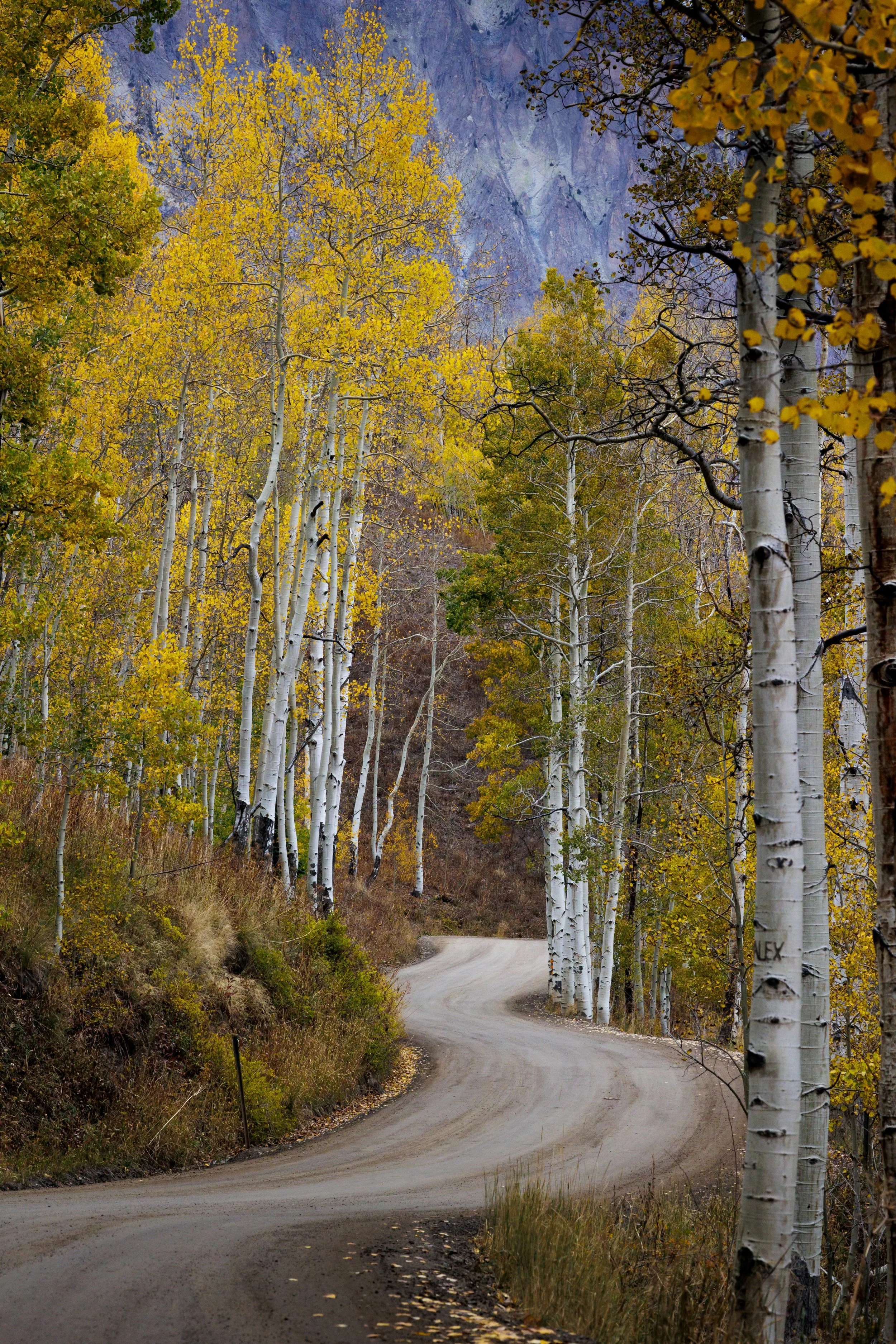 A winding dirt road running through a forest of tall aspen trees with yellow autumn leaves, with a mountain in the background.