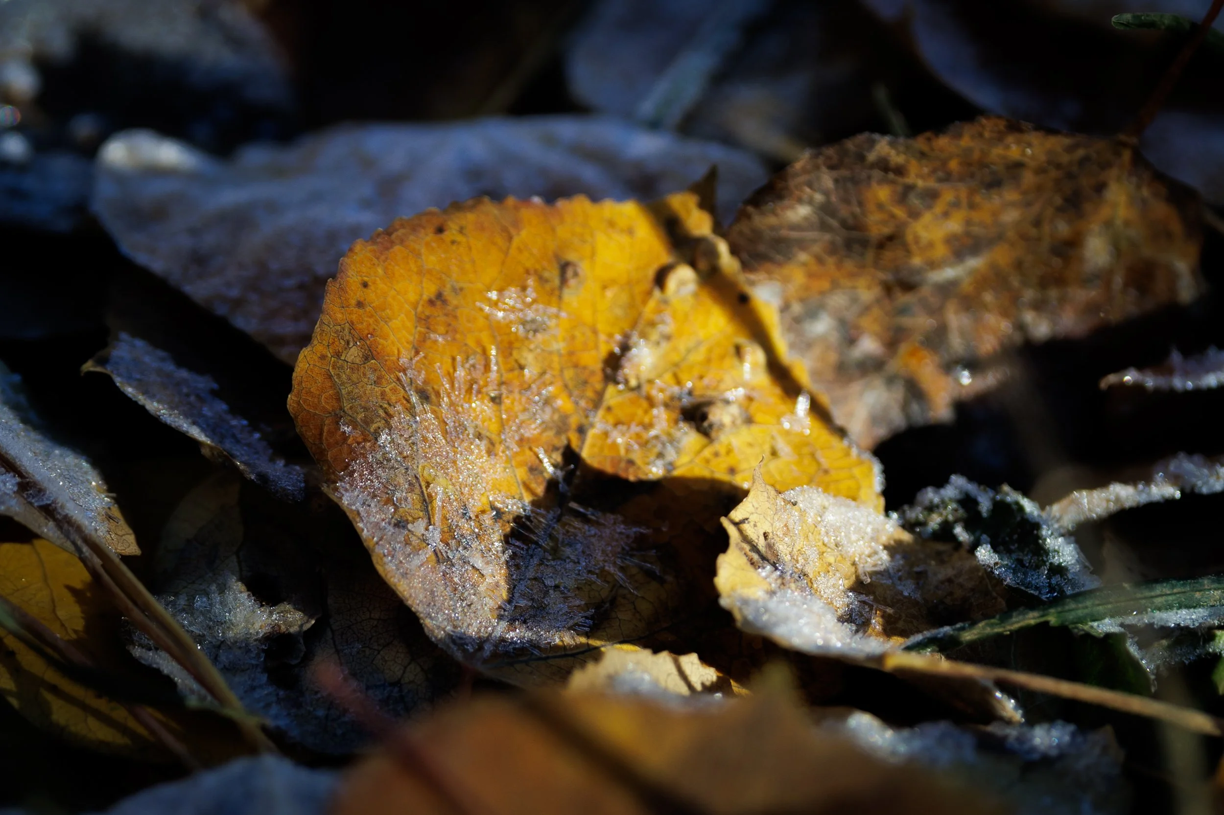 Close-up of yellow and brown fallen leaves with frost on them, on the ground.
