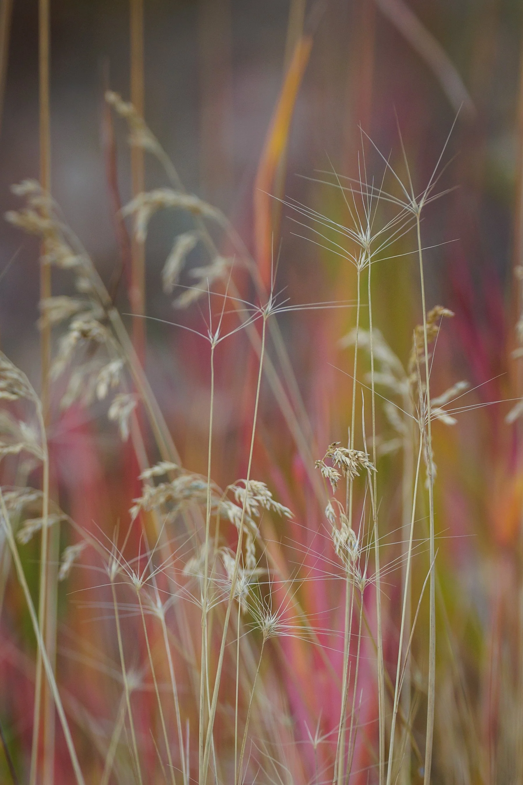Close-up of dry grass and seed heads with a blurred colorful background.